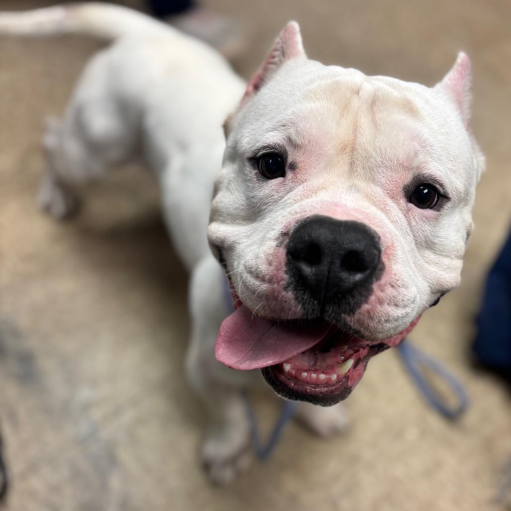 Lobo, a Adoptable Pit Bull Terrier in Birdsboro, PA image 2/6