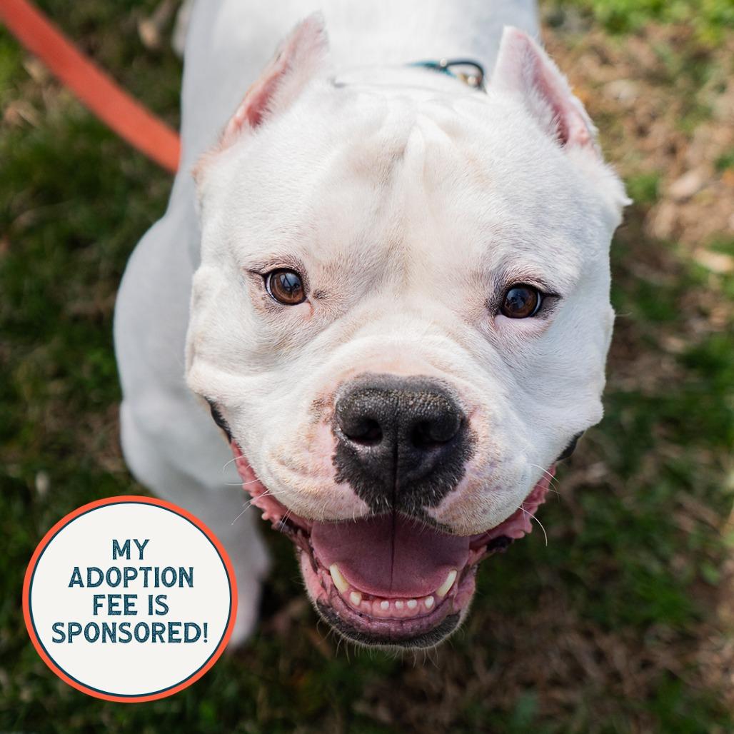 Lobo, a Adoptable Pit Bull Terrier in Birdsboro, PA image 3/6