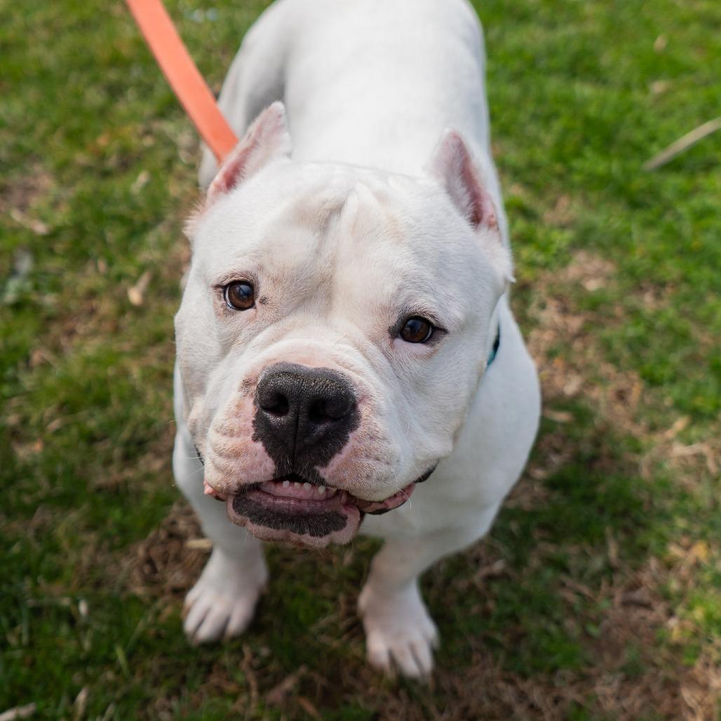 Lobo, a Adoptable Pit Bull Terrier in Birdsboro, PA image 4/6