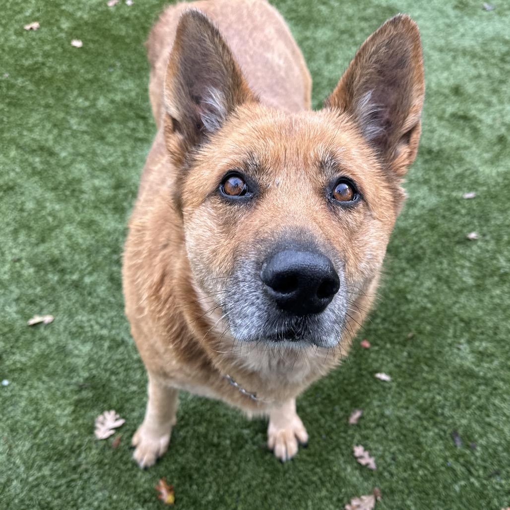 Enlarge Gladys, a ADOPTABLE German Shepherd Dog in Dublin, CA image 5/6