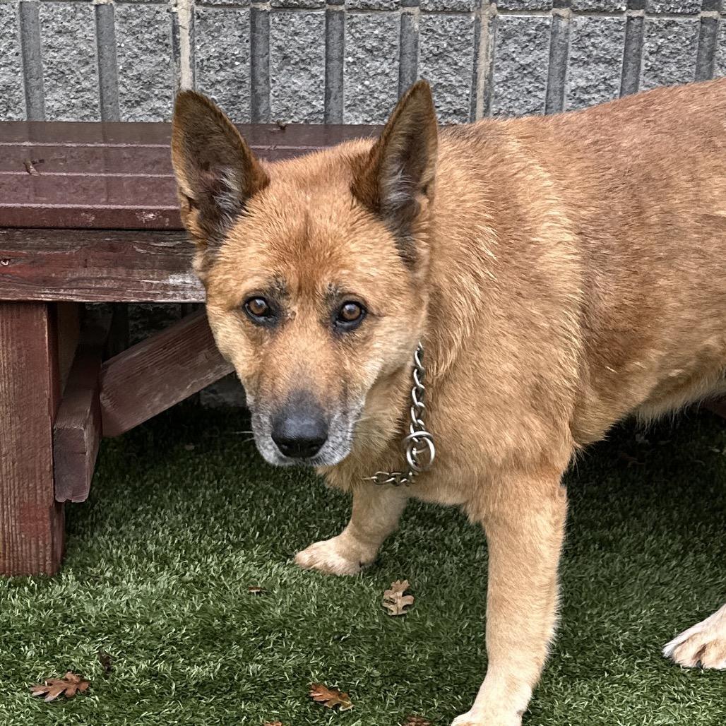 Enlarge Gladys, a ADOPTABLE German Shepherd Dog in Dublin, CA image 6/6