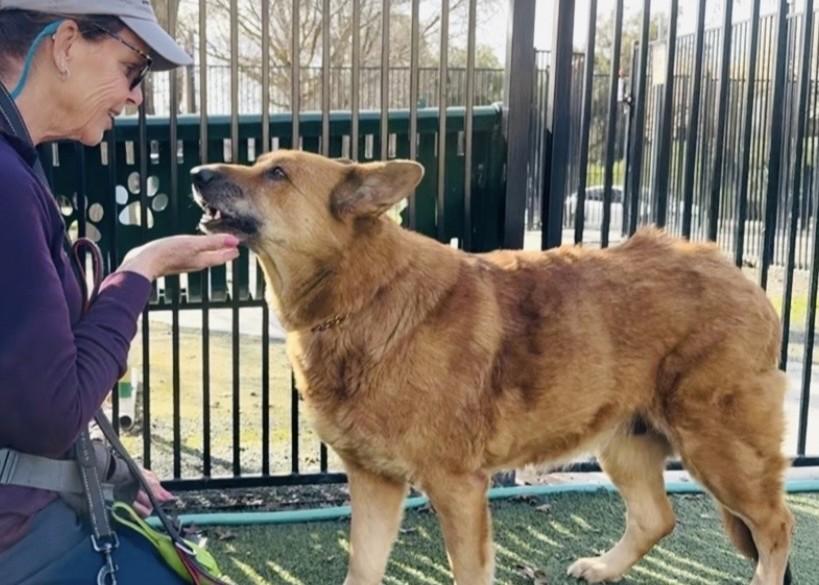 Gladys, a ADOPTABLE German Shepherd Dog in Dublin, CA image 5/6
