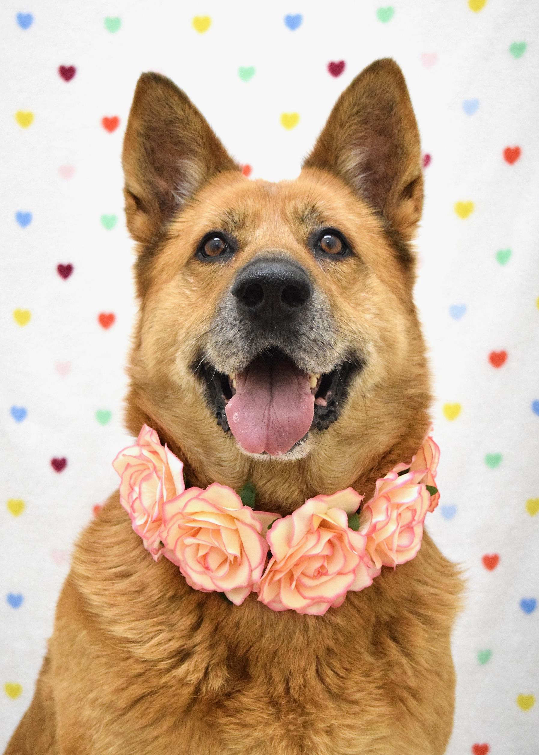 Gladys, a ADOPTABLE German Shepherd Dog in Dublin, CA image 1/6