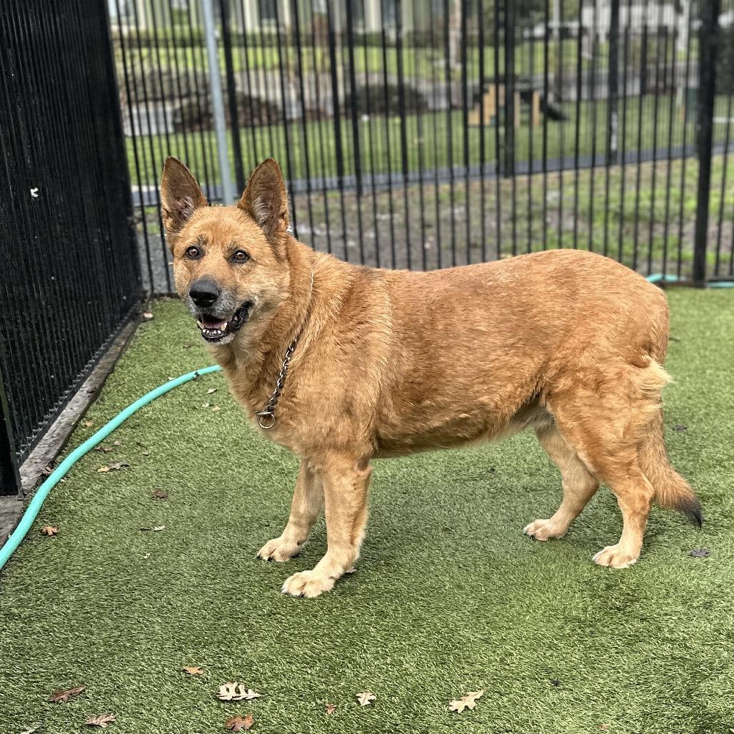Enlarge Gladys, a ADOPTABLE German Shepherd Dog in Dublin, CA image 4/6