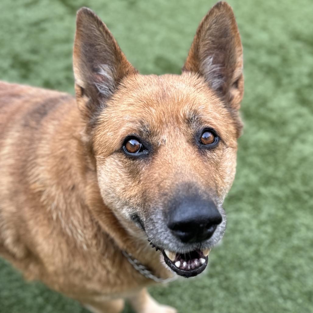 Gladys, ADOPTABLE, Senior Female German Shepherd Dog.