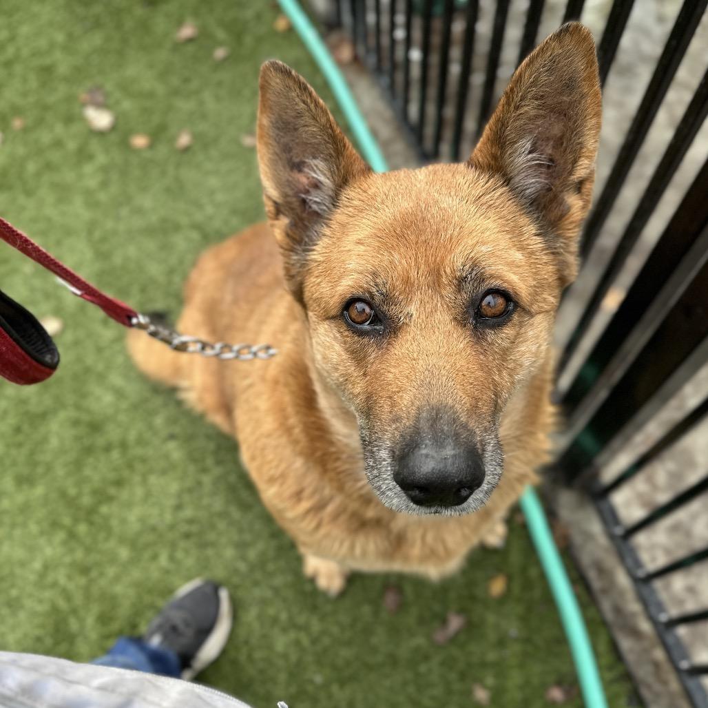 Enlarge Gladys, a ADOPTABLE German Shepherd Dog in Dublin, CA image 2/6