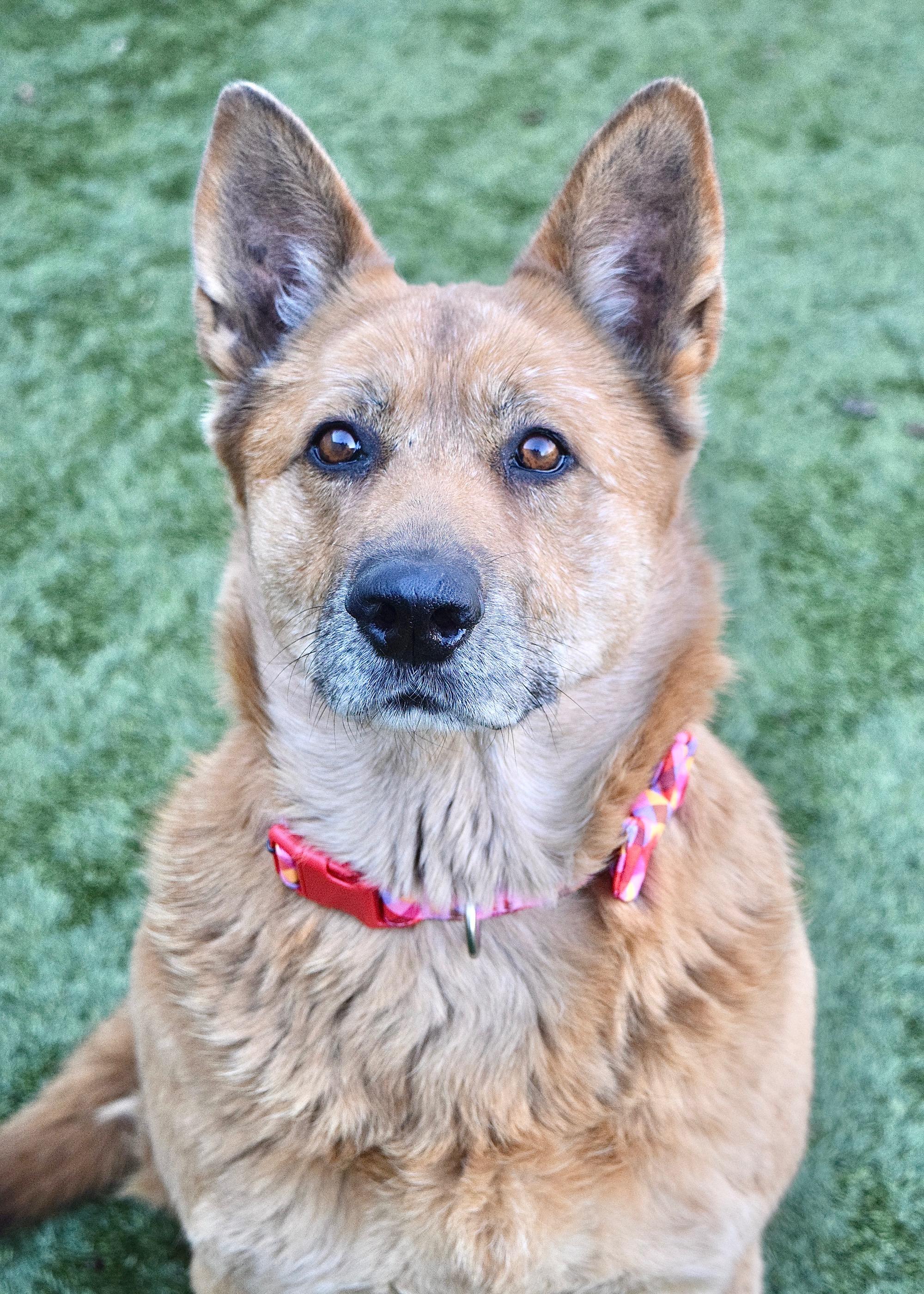 Gladys, ADOPTABLE, Senior Female German Shepherd Dog.