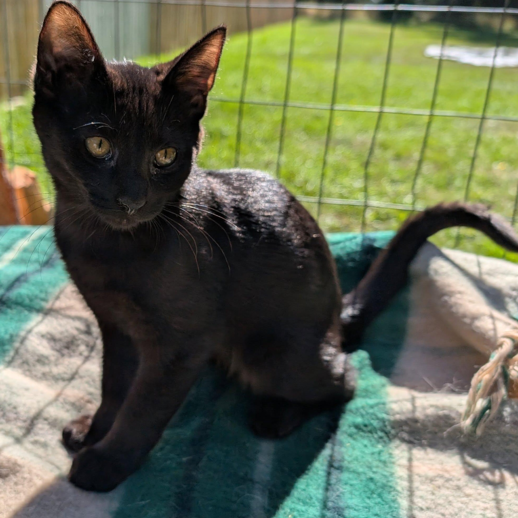 Boone, a Adoptable mixed breed in Libby, MT image 1/4