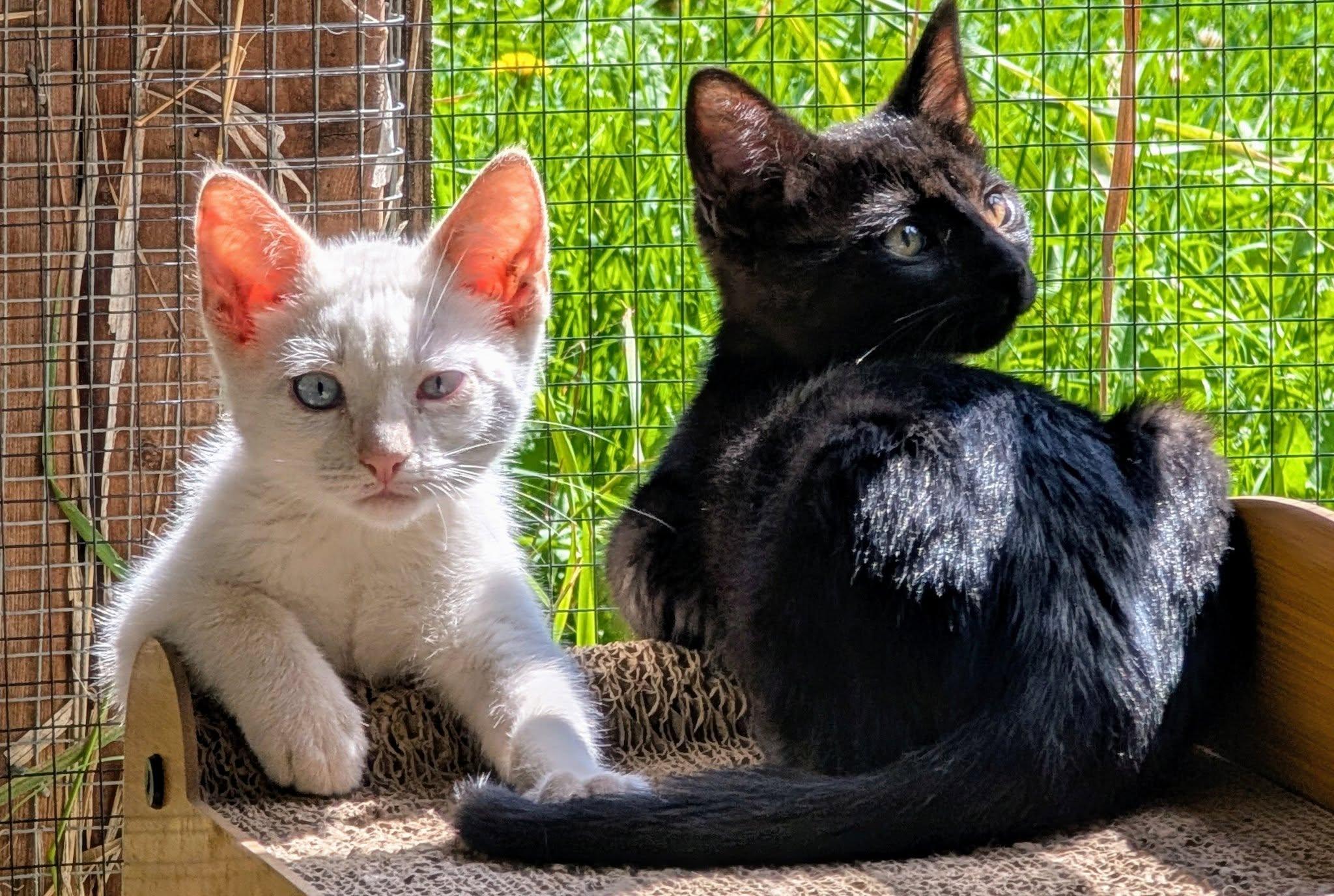 Boone, a Adoptable mixed breed in Libby, MT image 3/4
