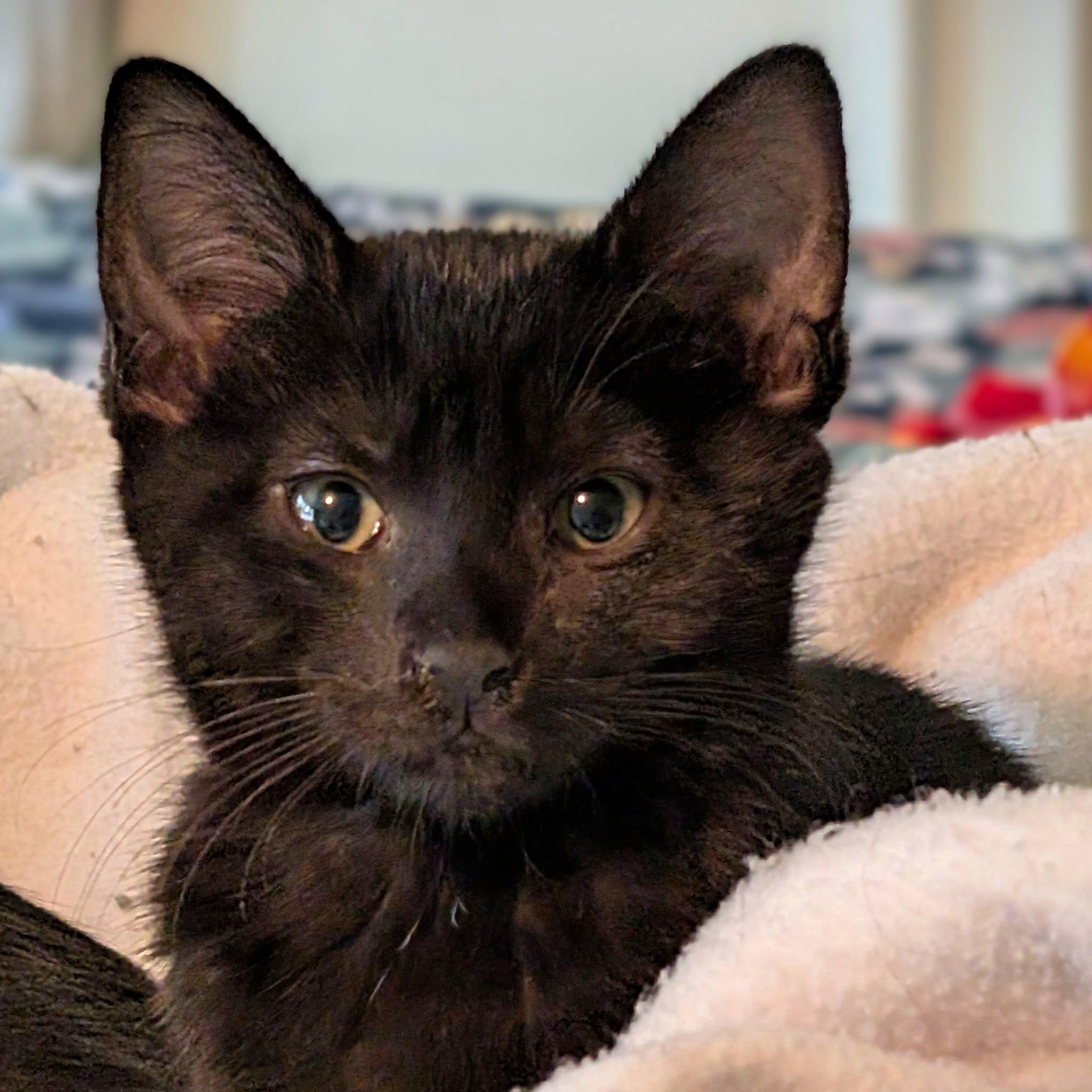 Boone, a Adoptable mixed breed in Libby, MT image 4/4