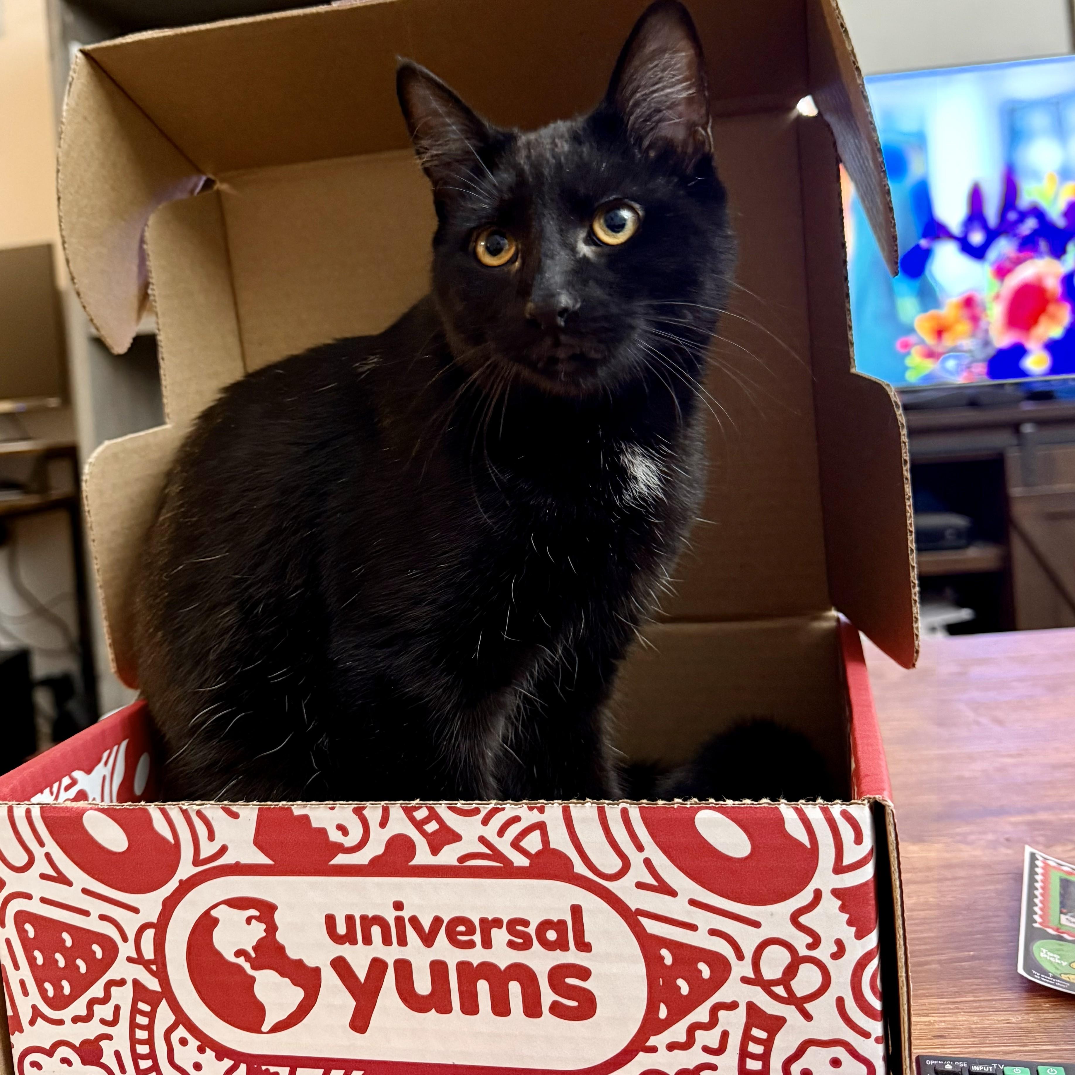 Enlarge Darling Dusk, a Adoptable Domestic Short Hair in New York, NY image 5/6