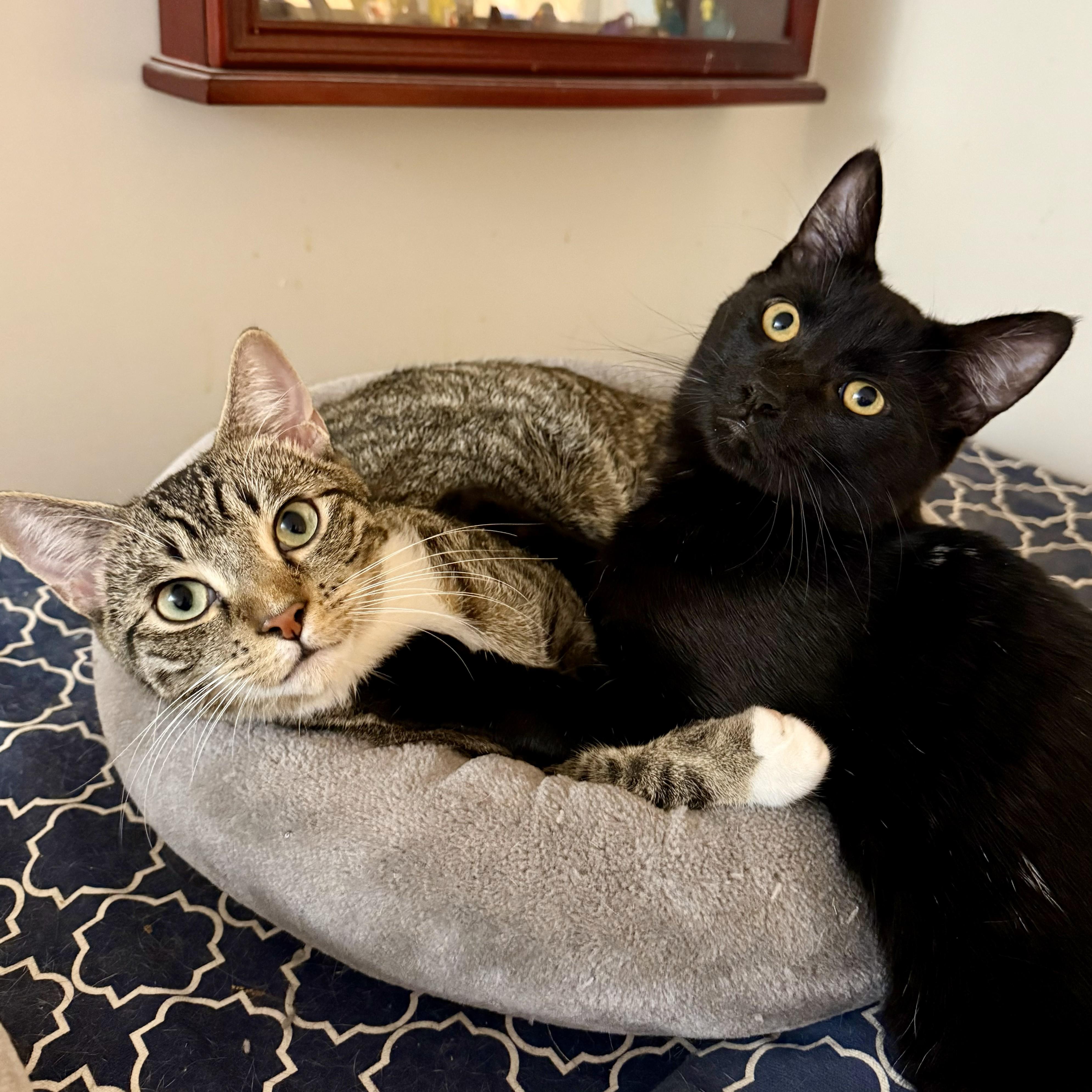 Enlarge Darling Dusk, a Adoptable Domestic Short Hair in New York, NY image 4/6