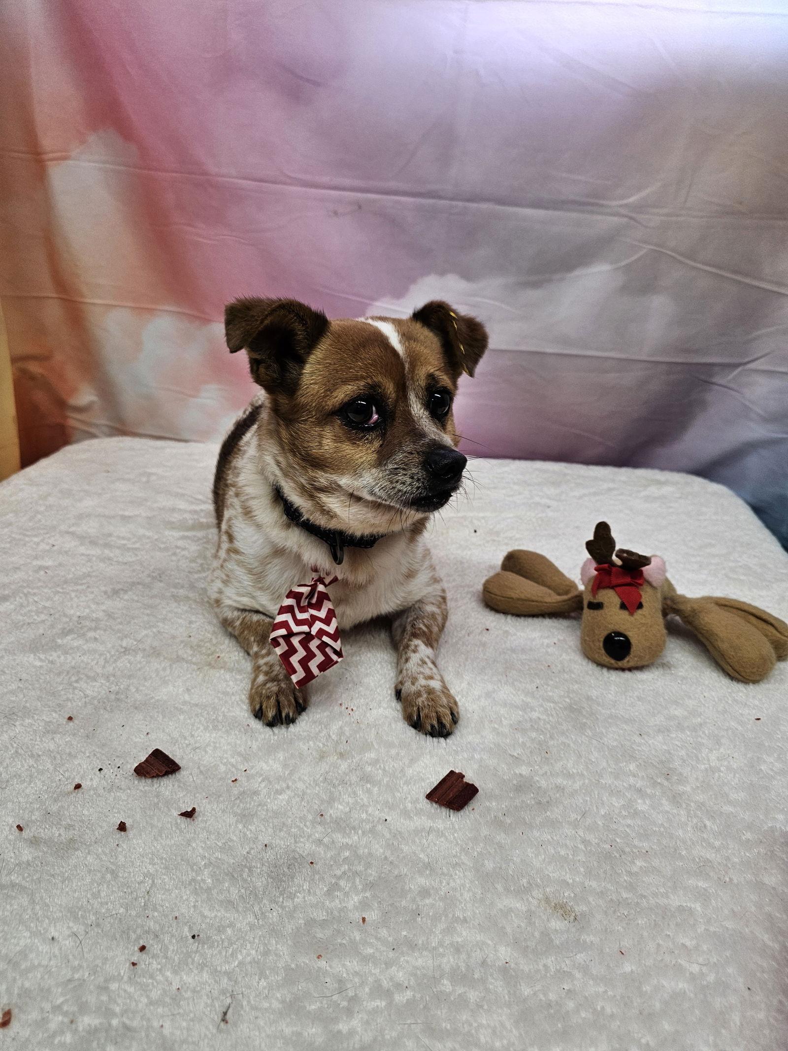 Spot, a Adoptable mixed breed in Metairie, LA image 1/2