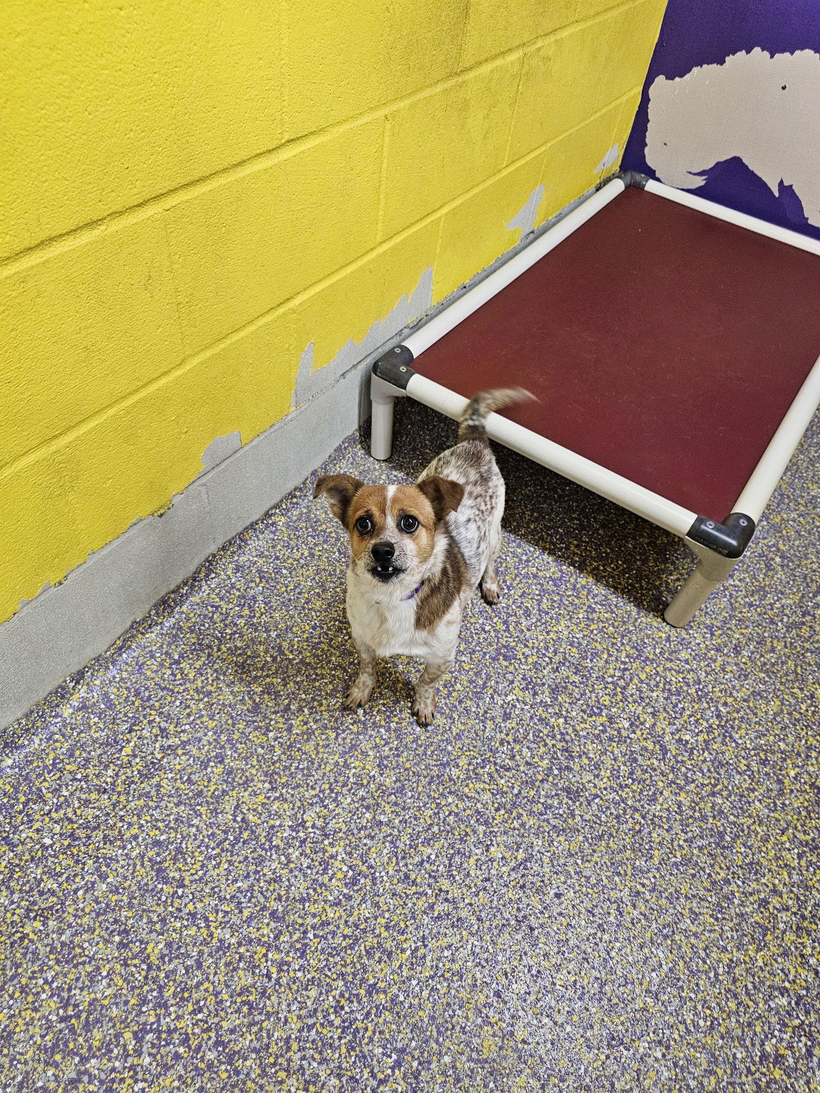 Spot, Adoptable, Adult Male Chihuahua & Rat Terrier.
