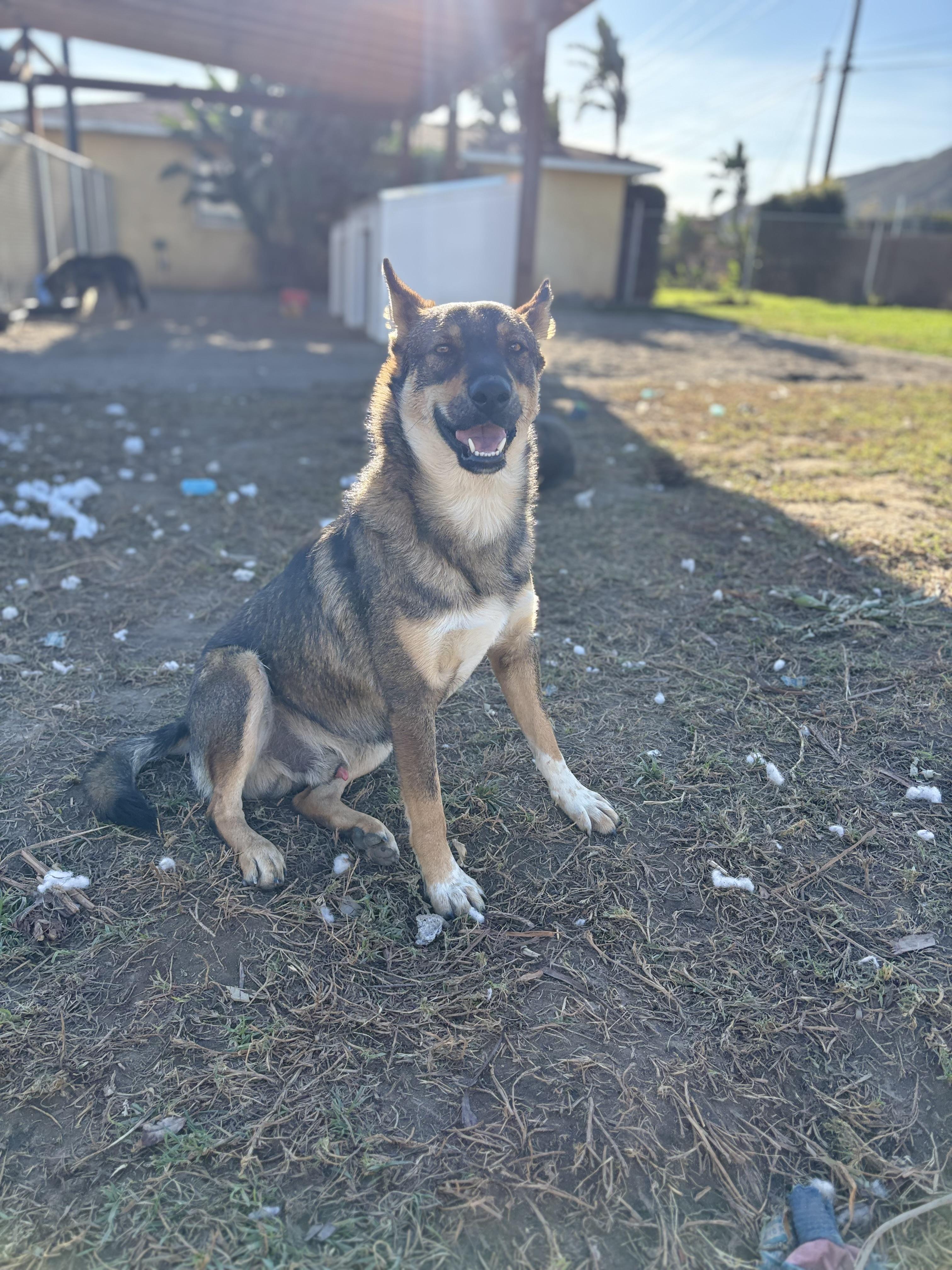 Enlarge Cedar, a ADOPTABLE mixed breed in Los Angeles, CA image 2/3