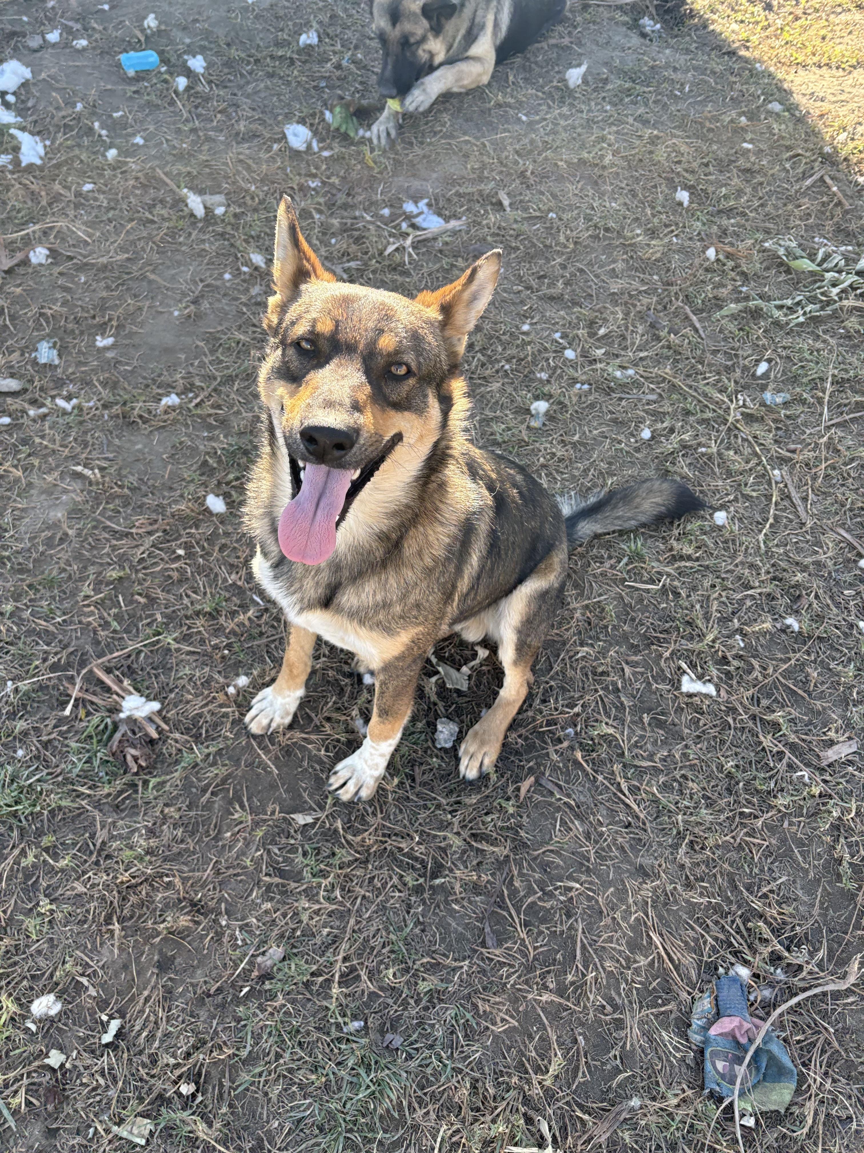 Enlarge Cedar, a ADOPTABLE mixed breed in Los Angeles, CA image 1/3