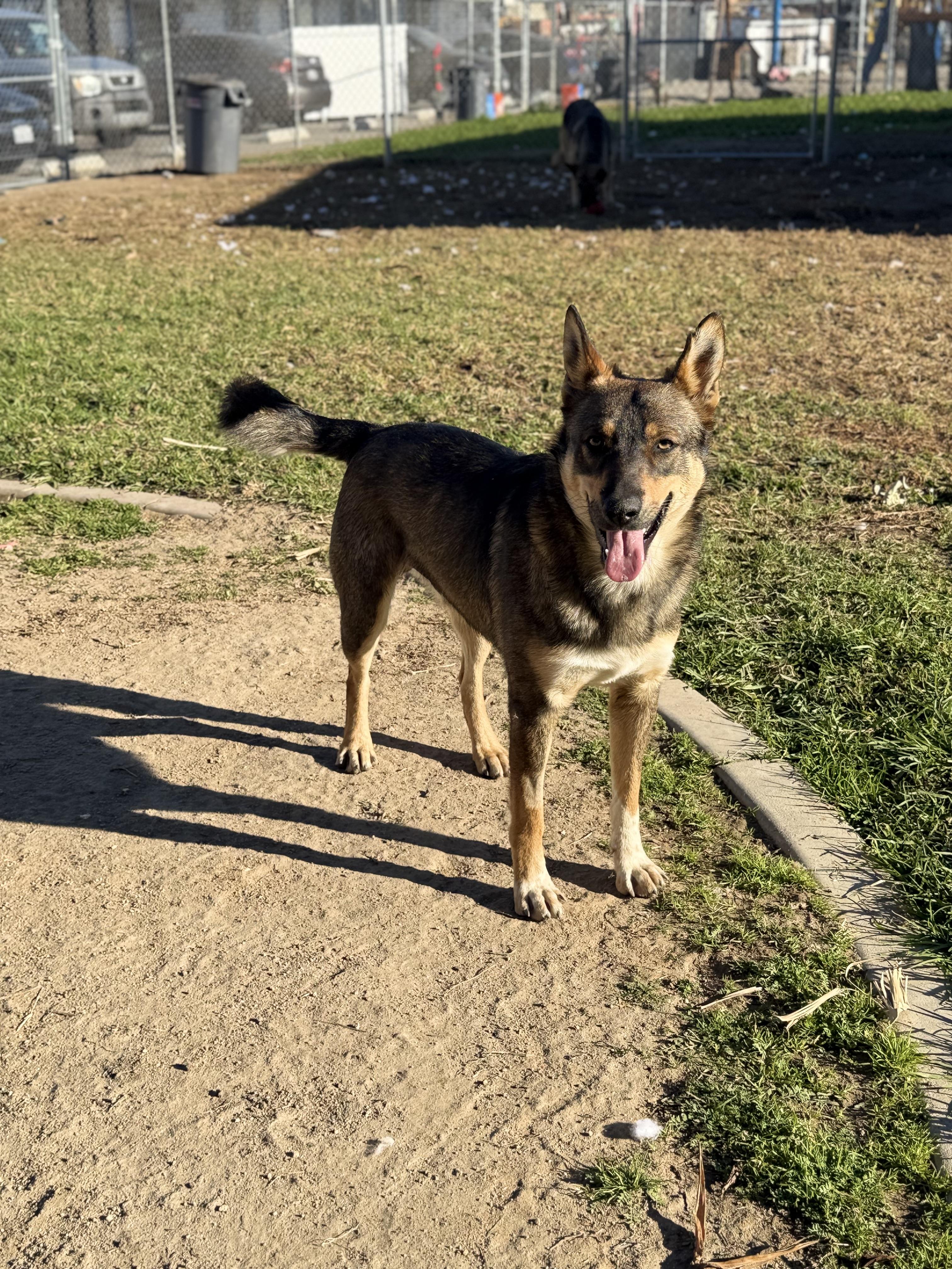 Enlarge Cedar, a ADOPTABLE mixed breed in Los Angeles, CA image 3/3