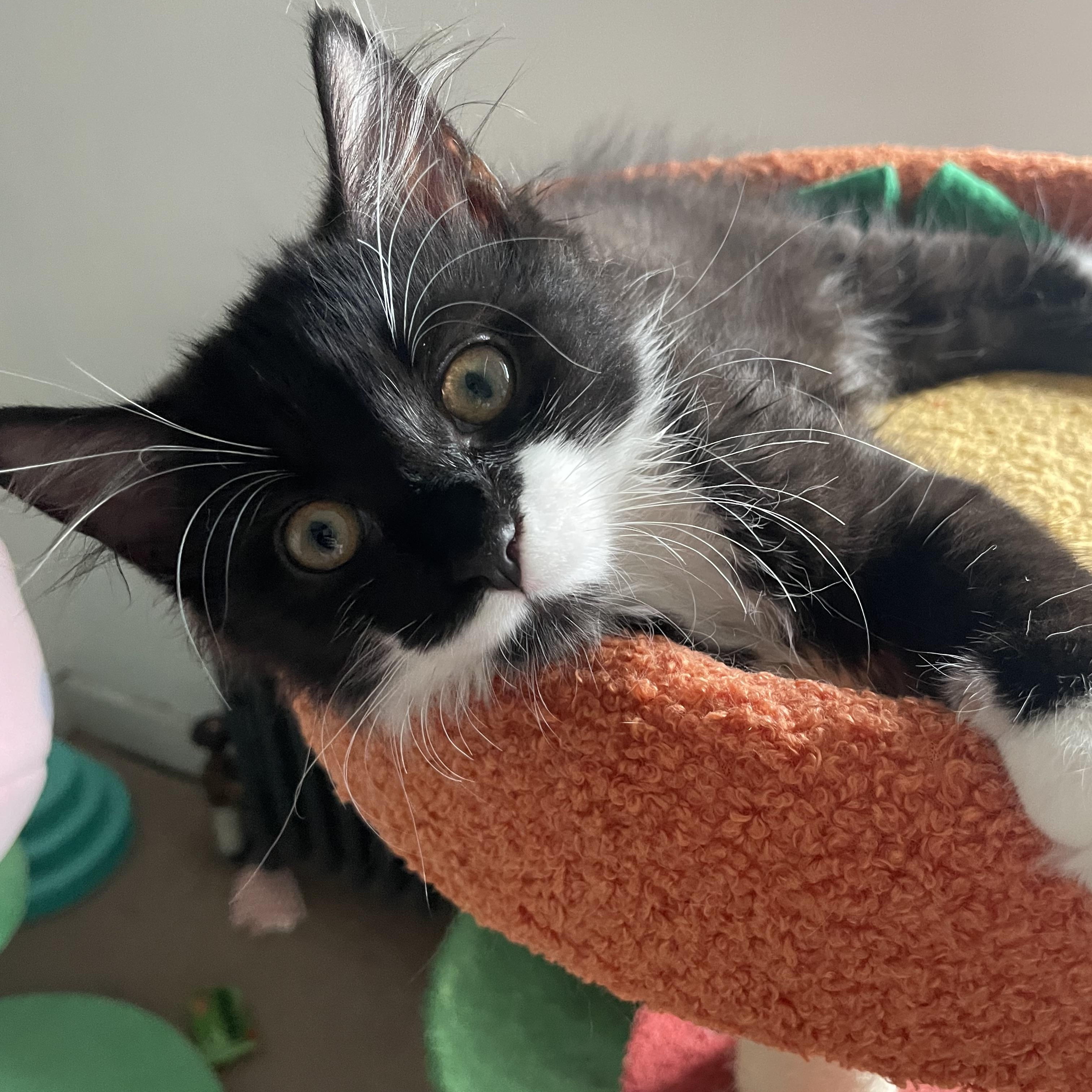 Mishka, Baby Female unknown