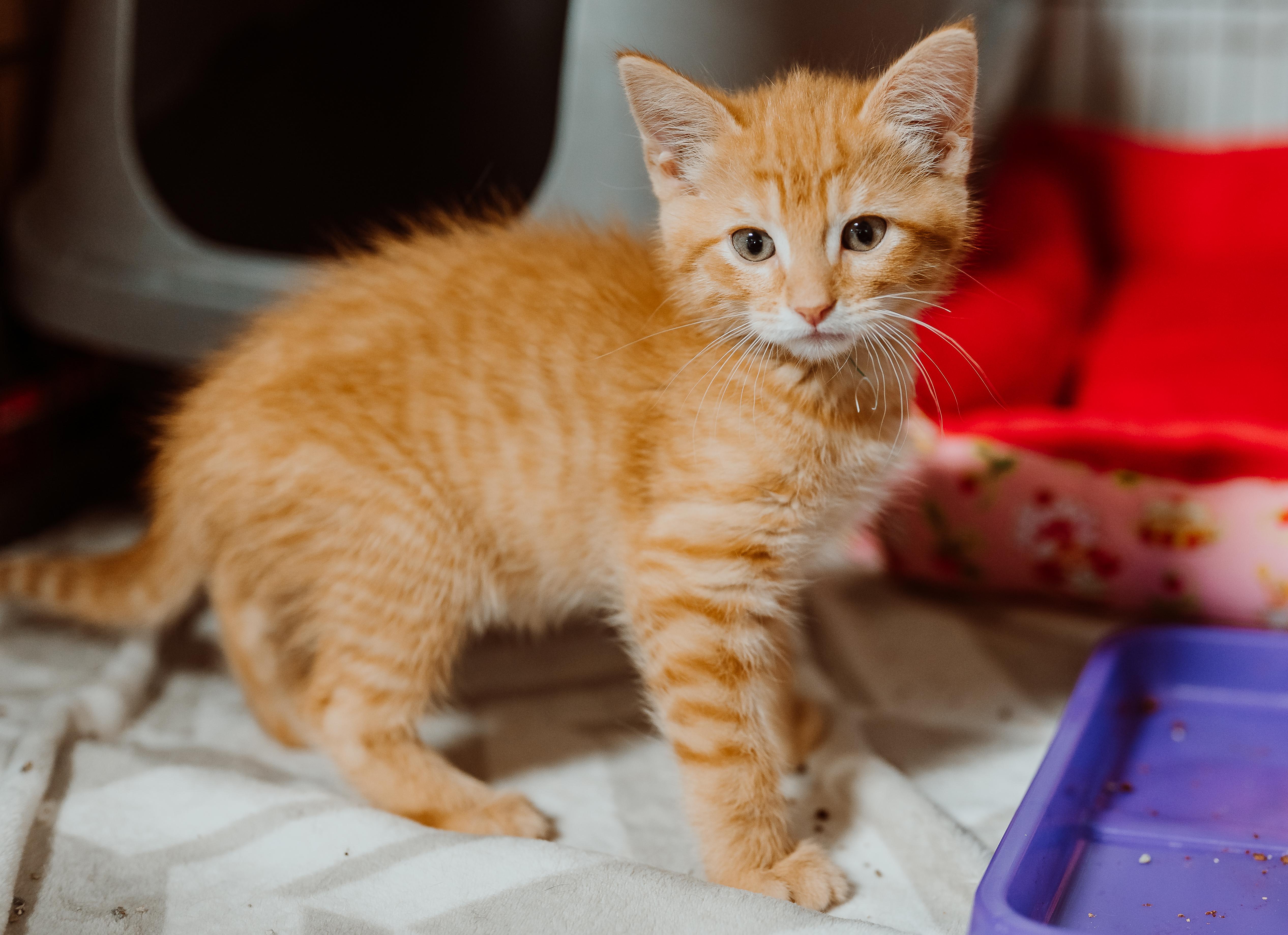 Enlarge Cupid, an adopted Tabby in Le Mars, IA image 1/1