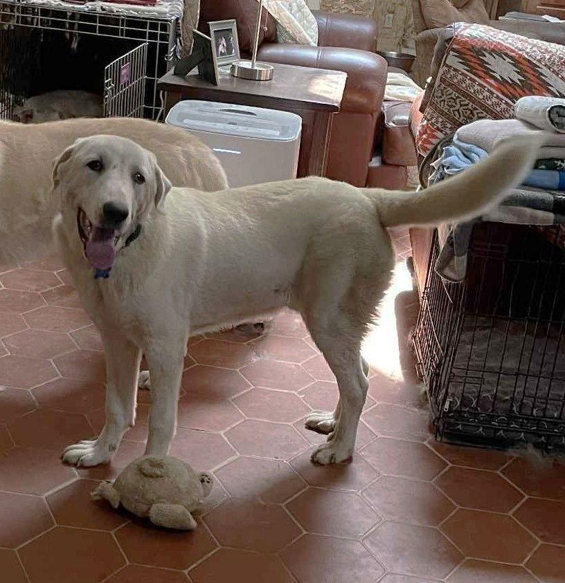 William Wallace thumbnail 3