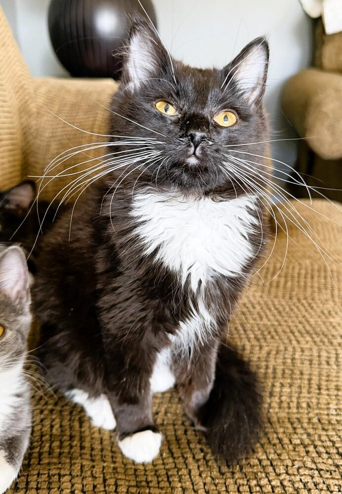 Enlarge Melina, a Adoptable Domestic Medium Hair in Mooresville, NC image 1/2