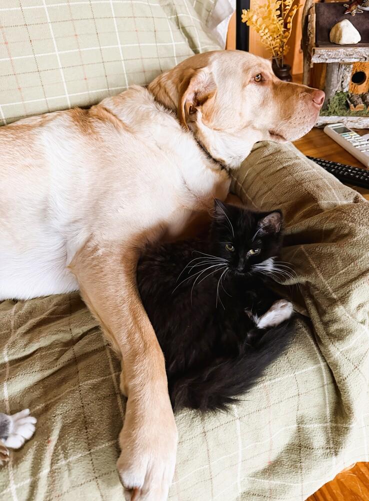 Enlarge Melina, a Adoptable Domestic Medium Hair in Mooresville, NC image 2/2