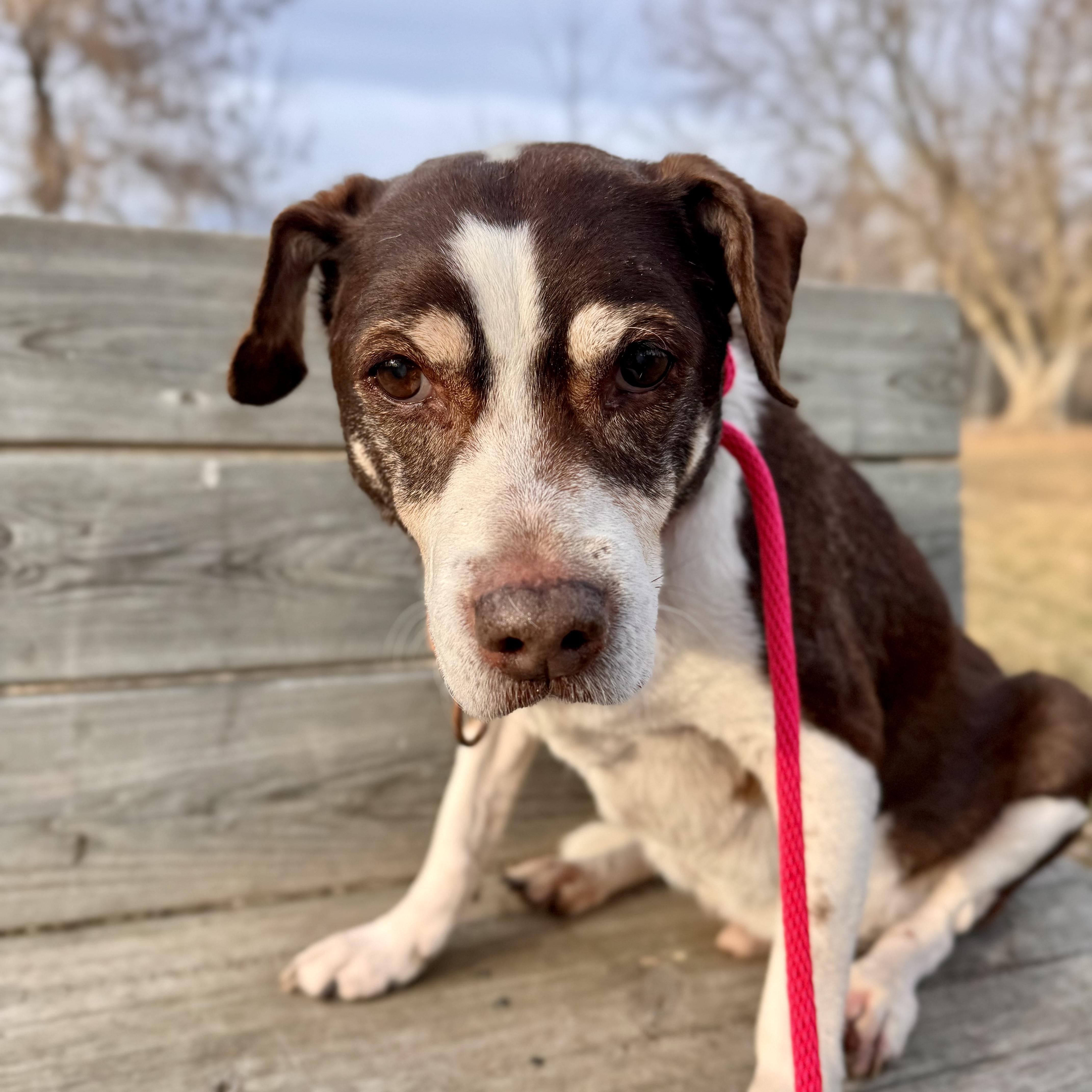 Brownie in foster, a ADOPTABLE Beagle in Midland, MI image 5/5