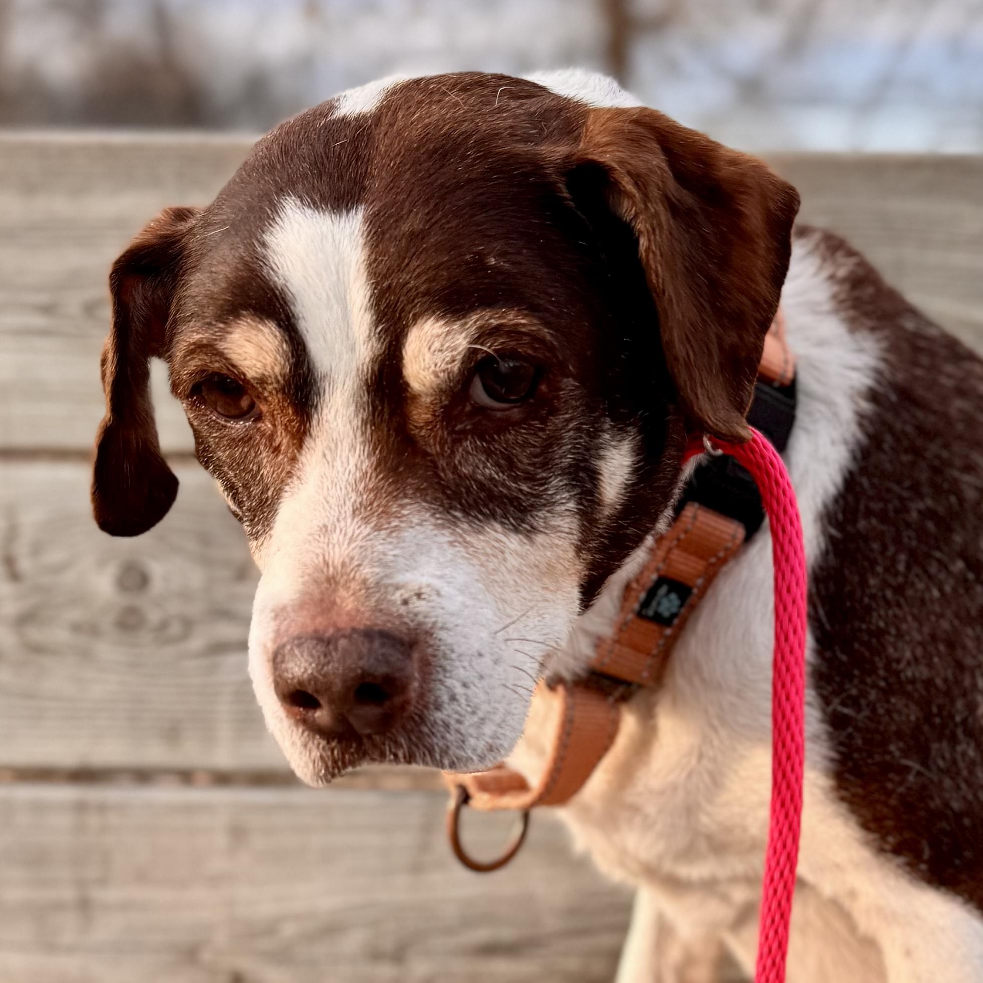 Brownie in foster, a ADOPTABLE Beagle in Midland, MI image 4/5