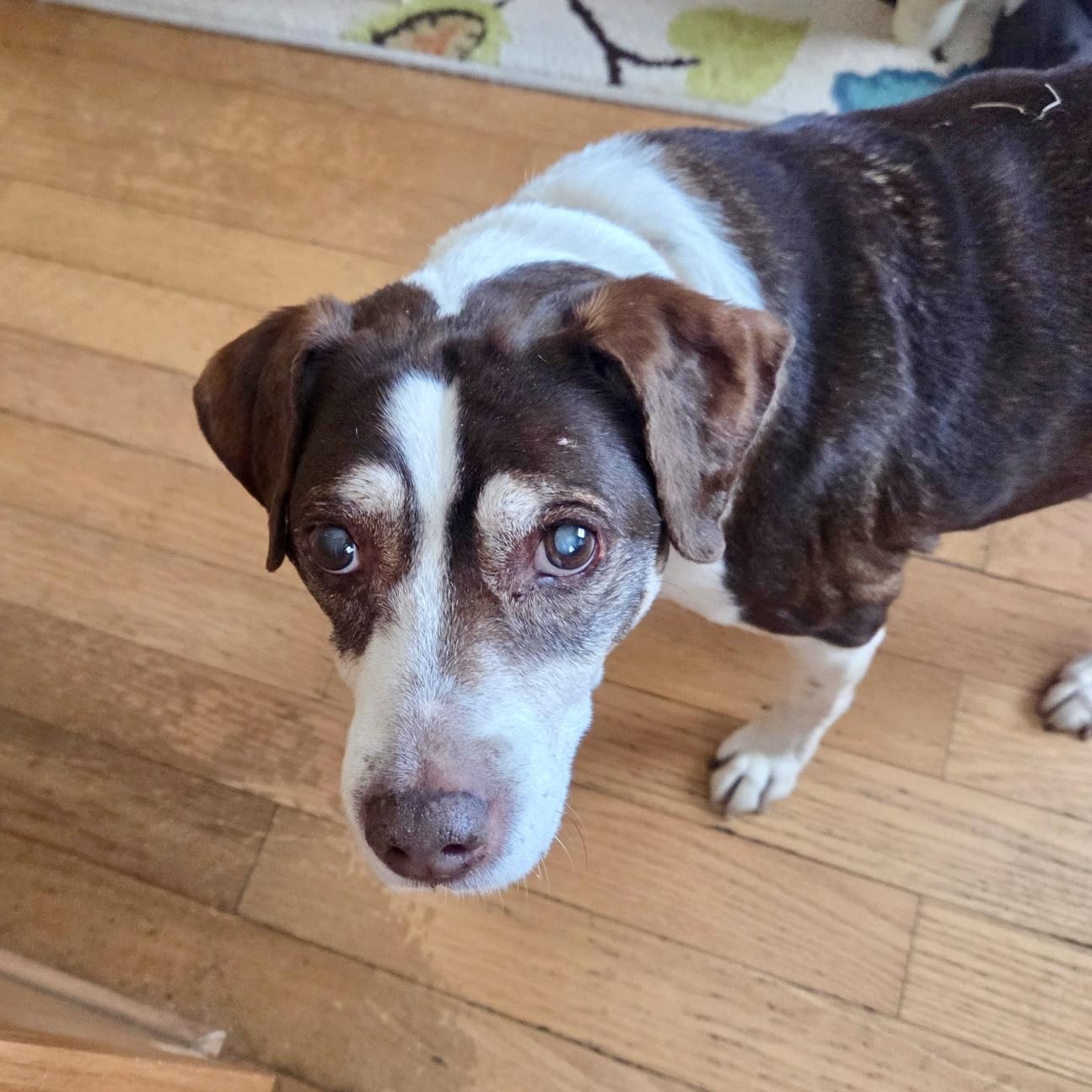 Brownie in foster, adoptable, Senior Male Beagle.