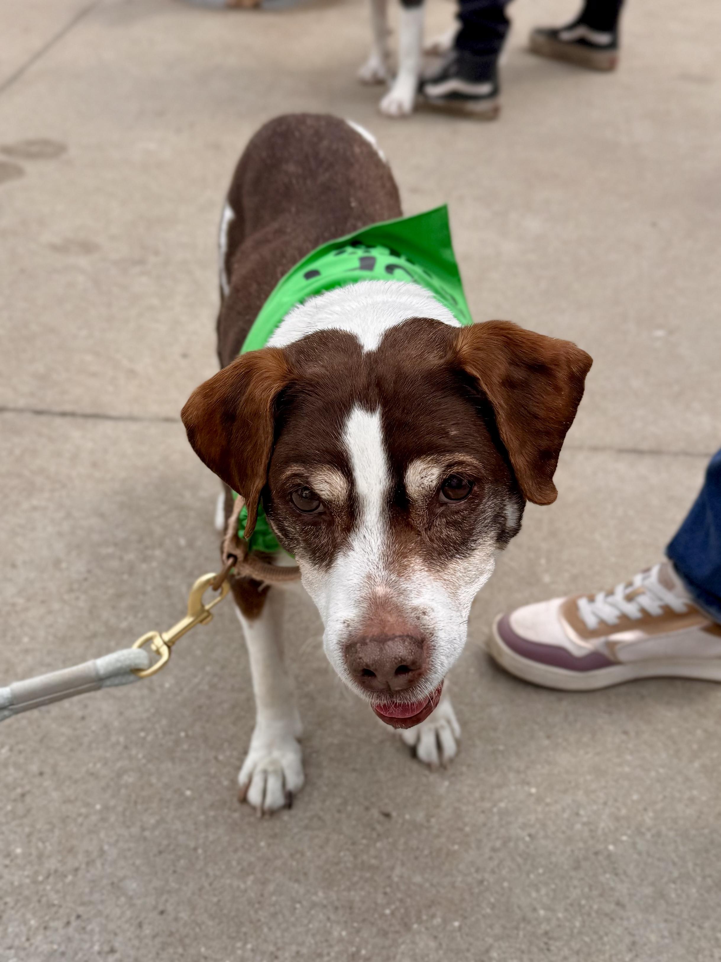 Brownie in foster, an adoptable Beagle in Midland, MI image 4/6