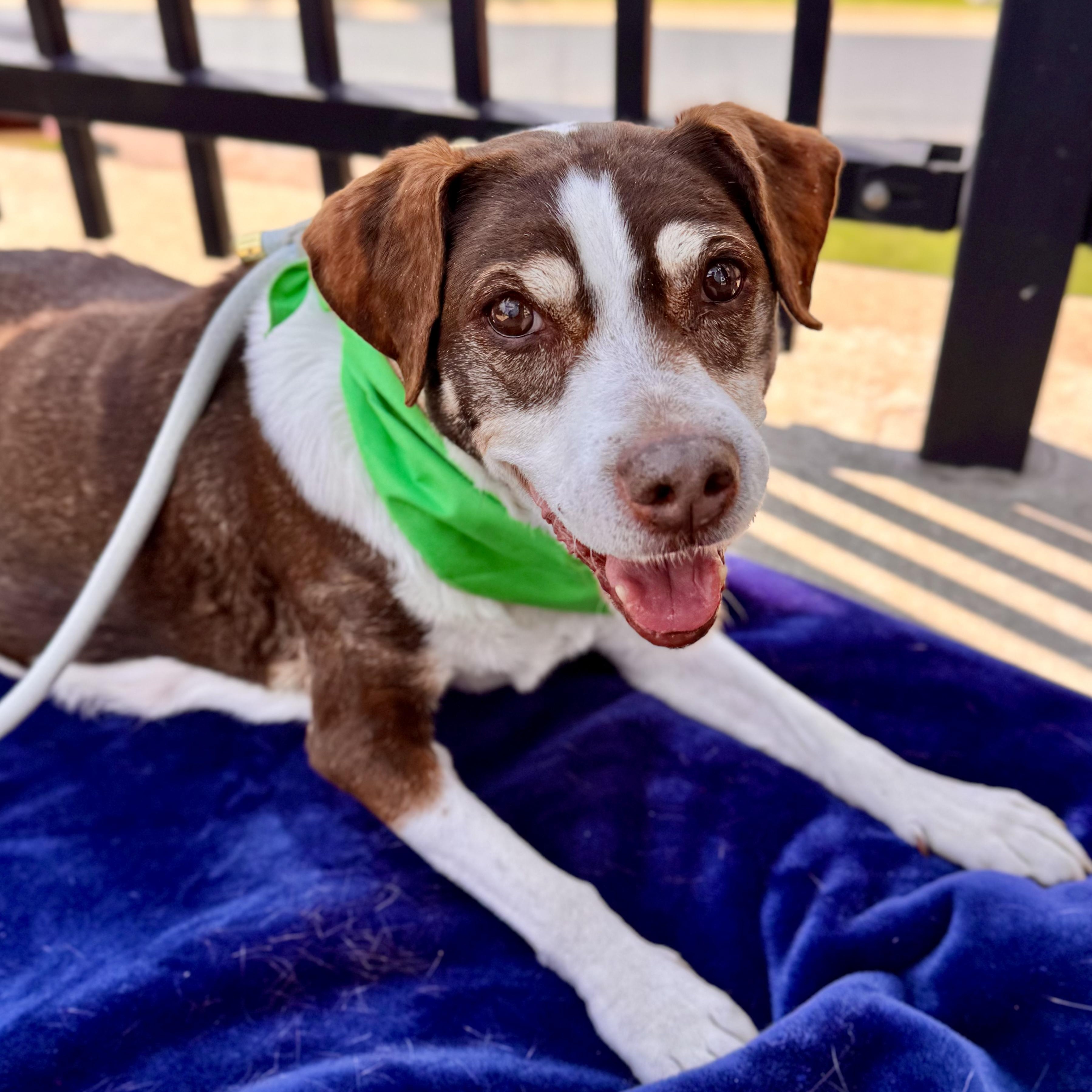 Brownie in foster, an adoptable Beagle in Midland, MI image 1/6