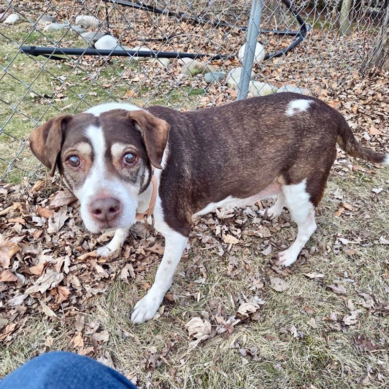 Brownie in foster, a ADOPTABLE Beagle in Midland, MI image 1/5
