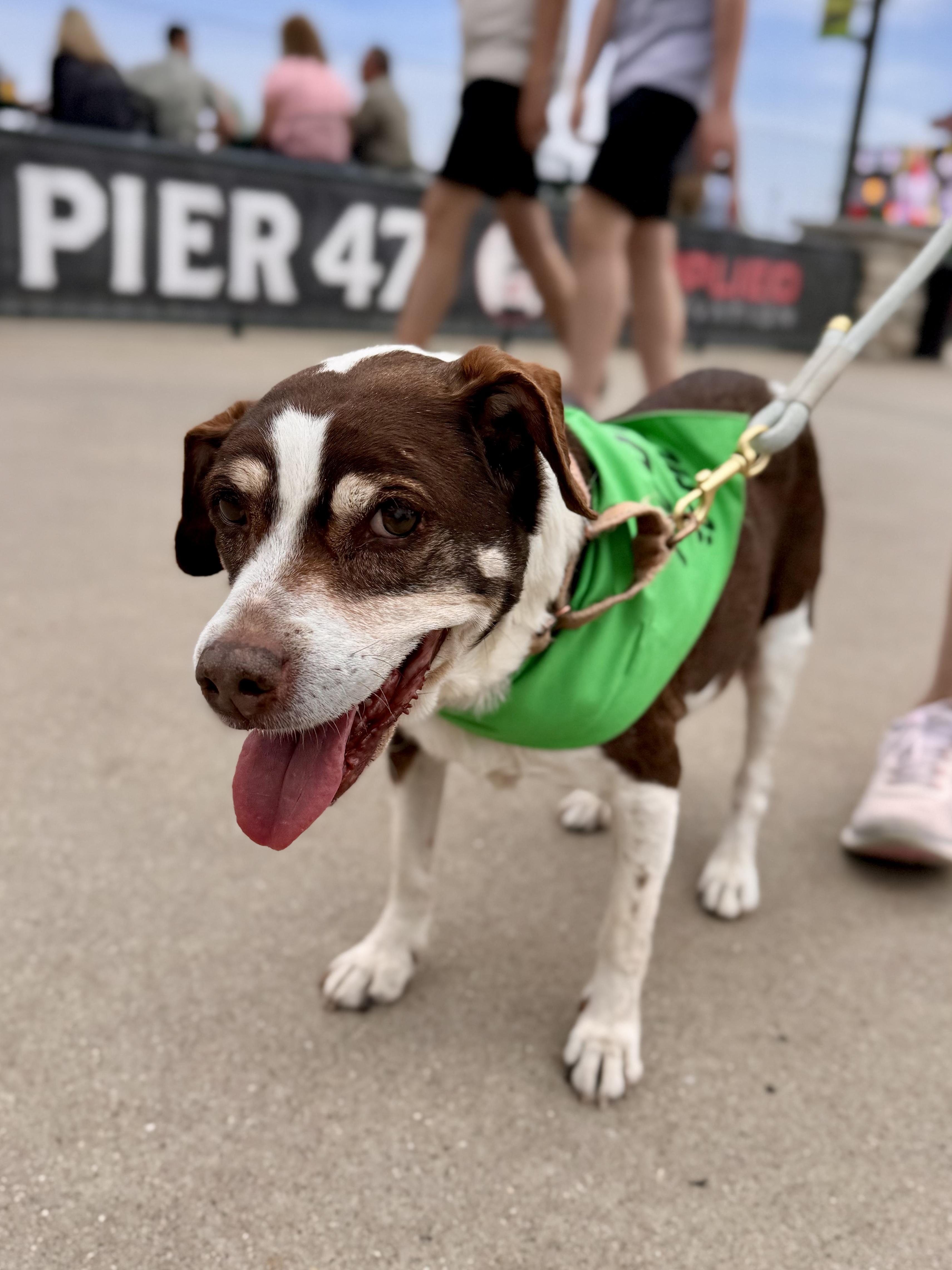 Brownie in foster, an adoptable Beagle in Midland, MI image 3/6