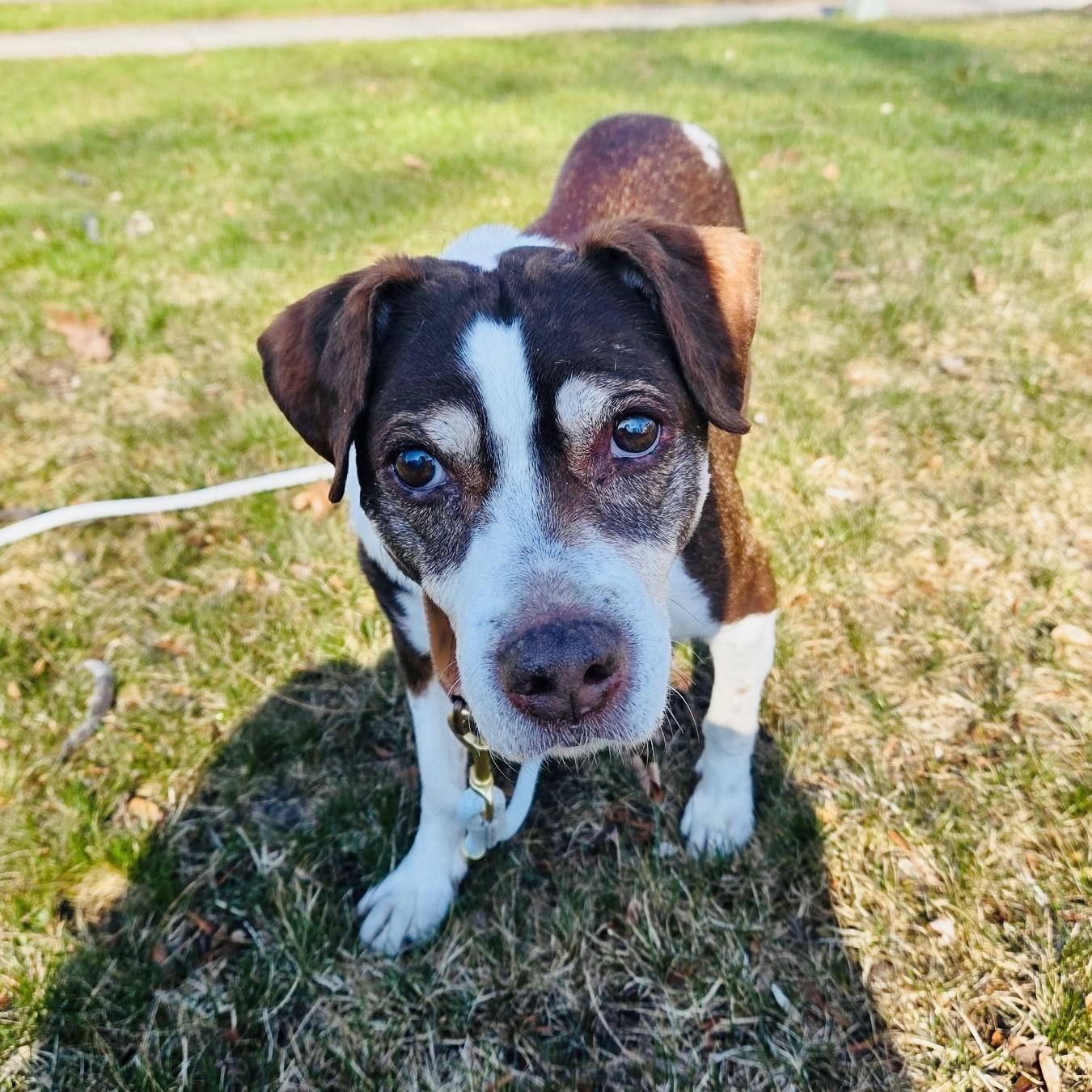 Enlarge Brownie in foster, an adoptable Beagle in Midland, MI image 3/4