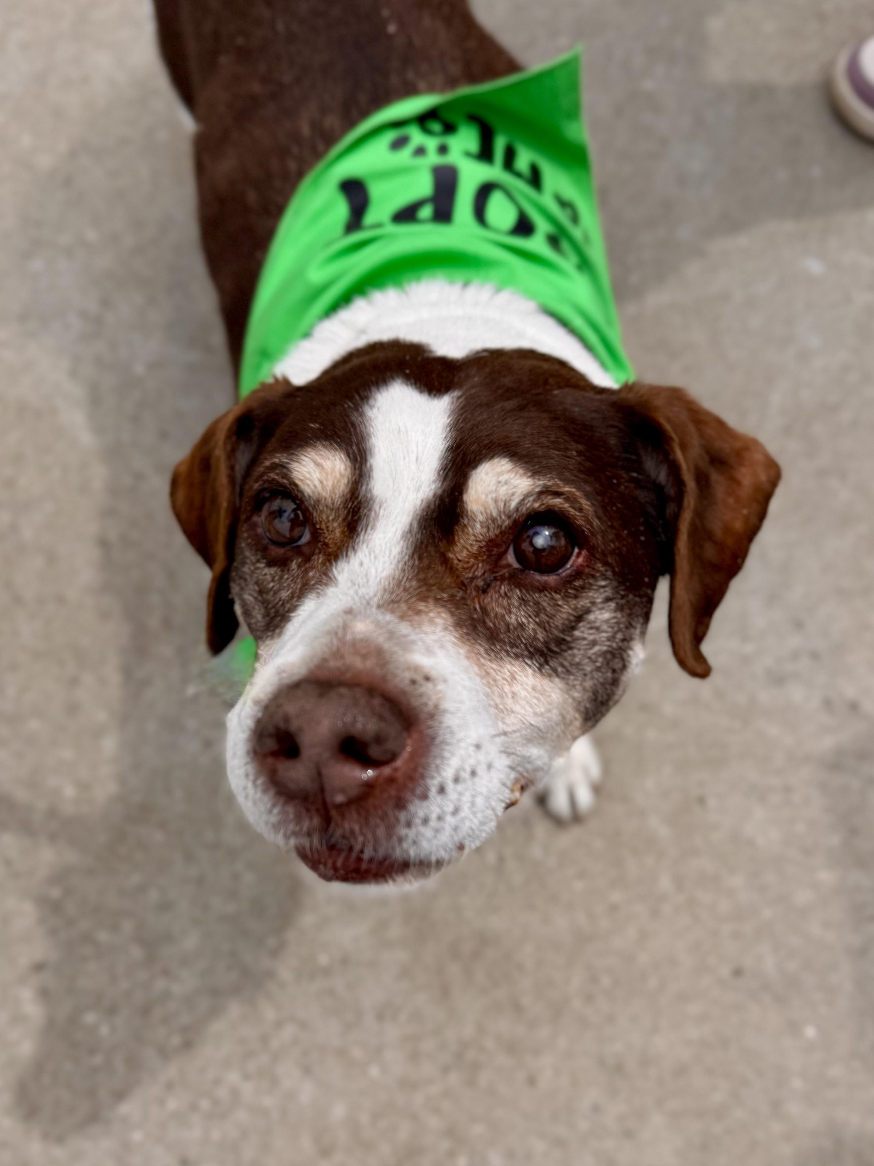 Brownie in foster, an adoptable Beagle in Midland, MI image 2/6