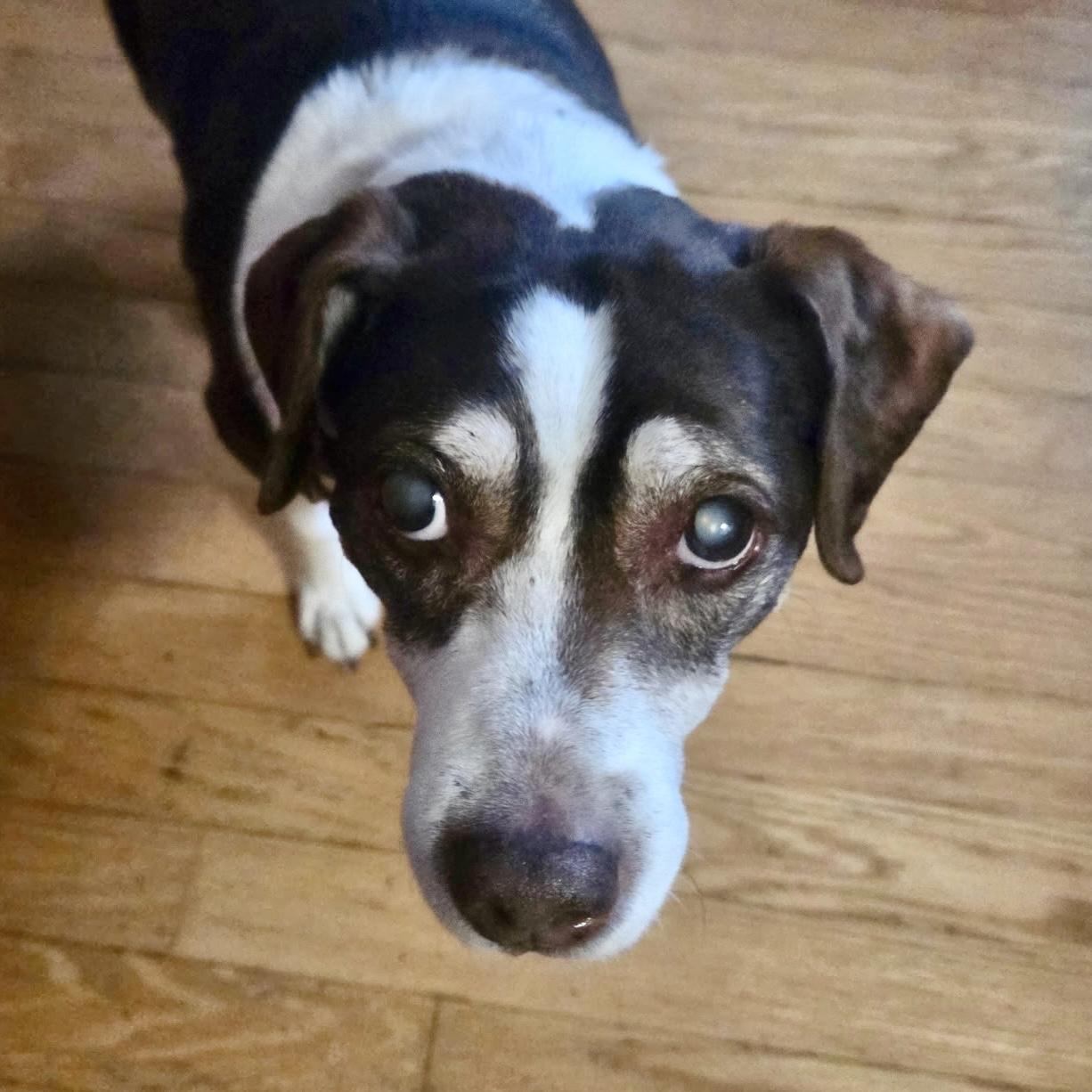 Enlarge Brownie in foster, an adoptable Beagle in Midland, MI image 4/4