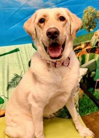Harley, Adoptable, Adult Female Labrador Retriever.