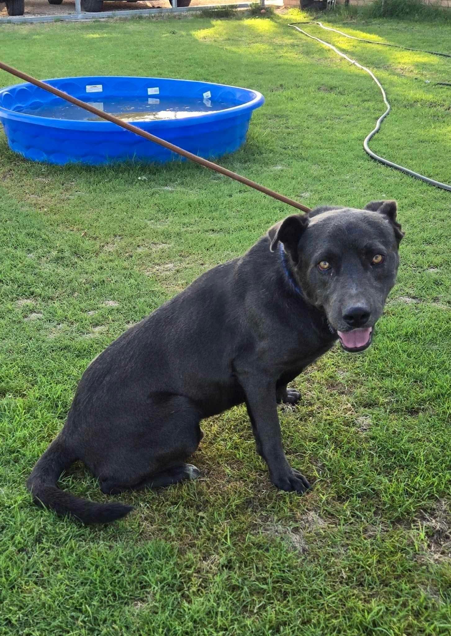 Rory, an adoptable Black Labrador Retriever, American Staffordshire Terrier in Portales, NM, 88130 | Photo Image 3