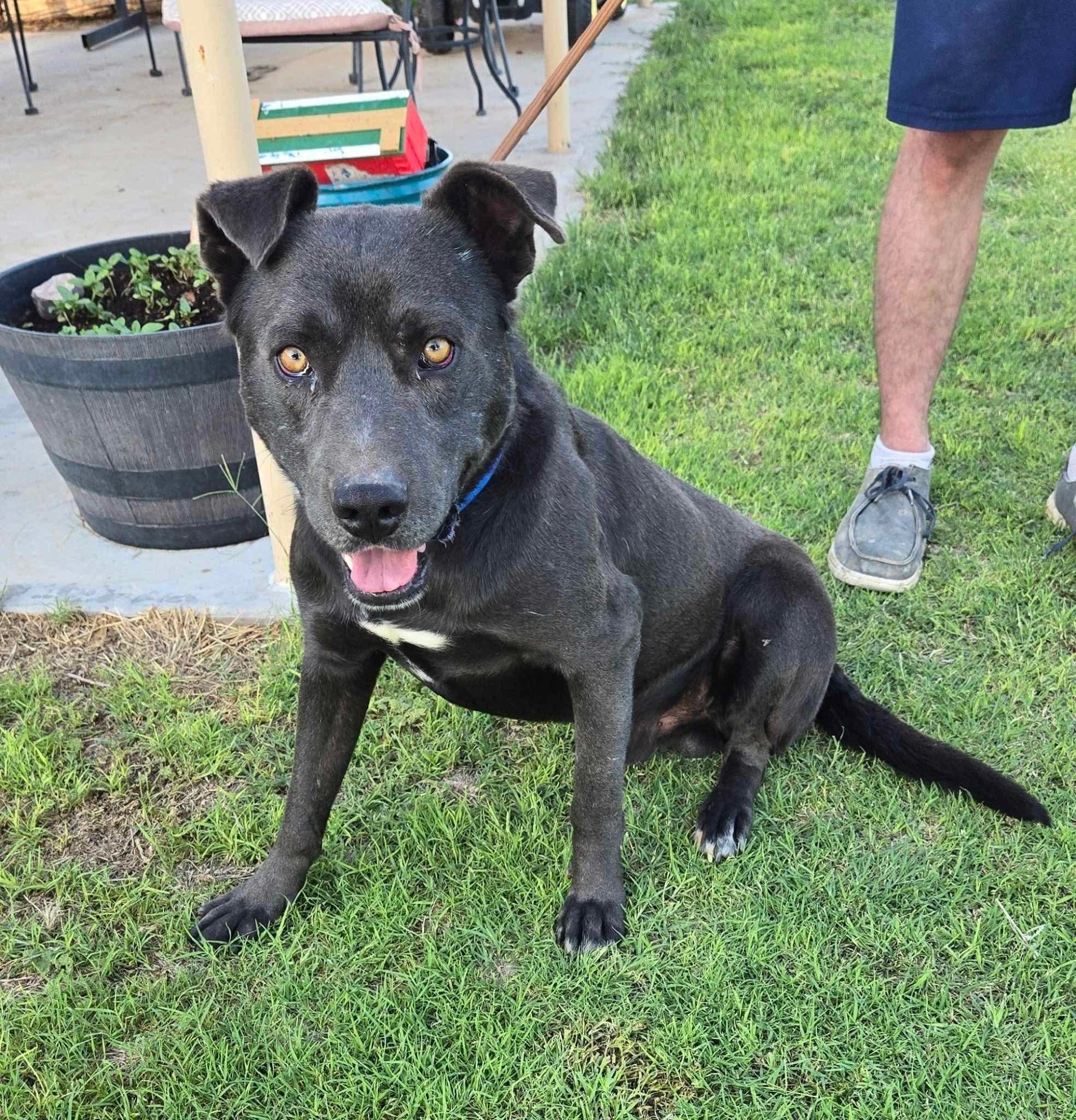Rory, an adoptable Black Labrador Retriever, American Staffordshire Terrier in Portales, NM, 88130 | Photo Image 1