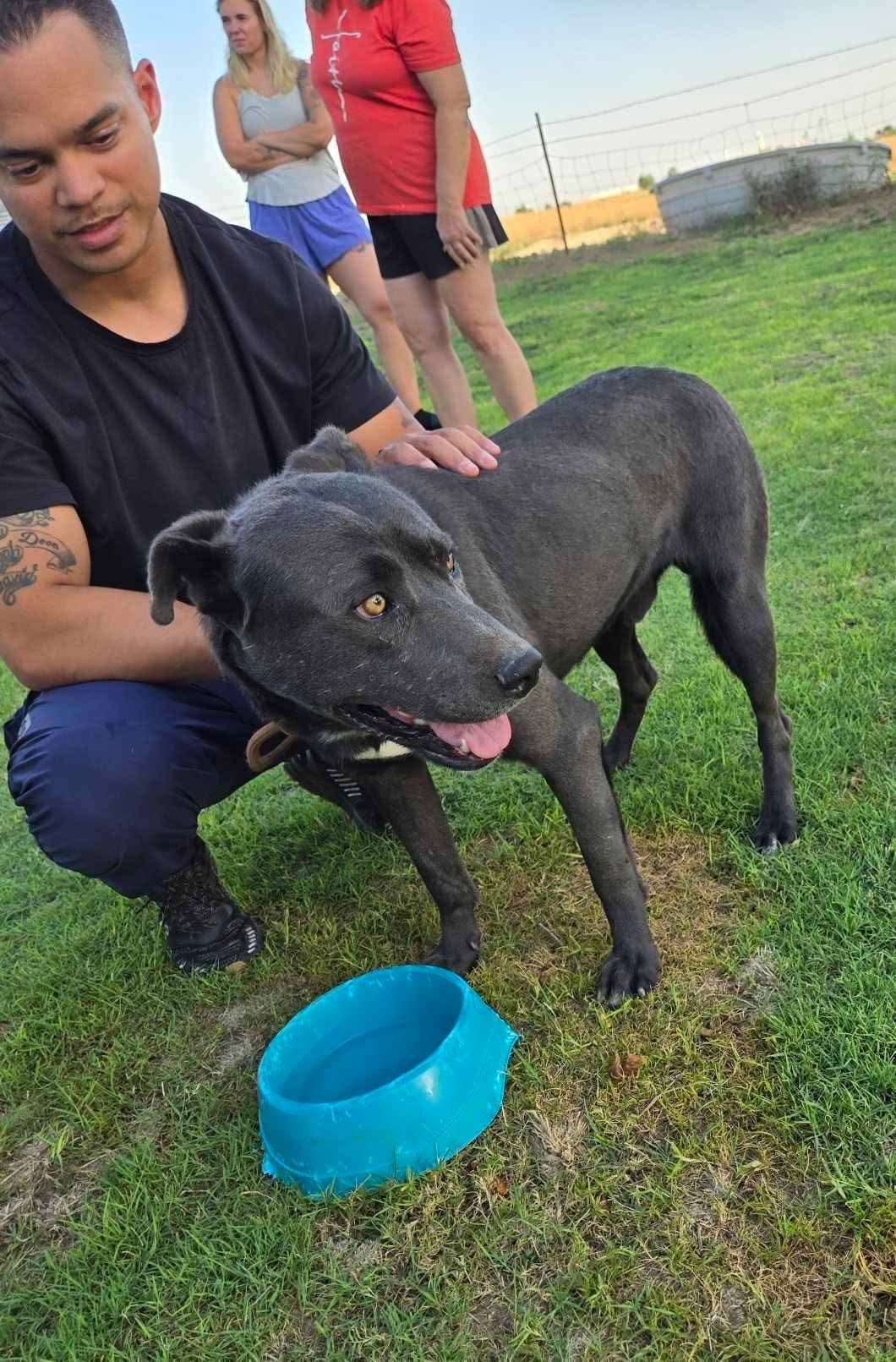 Rory, an adoptable Black Labrador Retriever, American Staffordshire Terrier in Portales, NM, 88130 | Photo Image 2