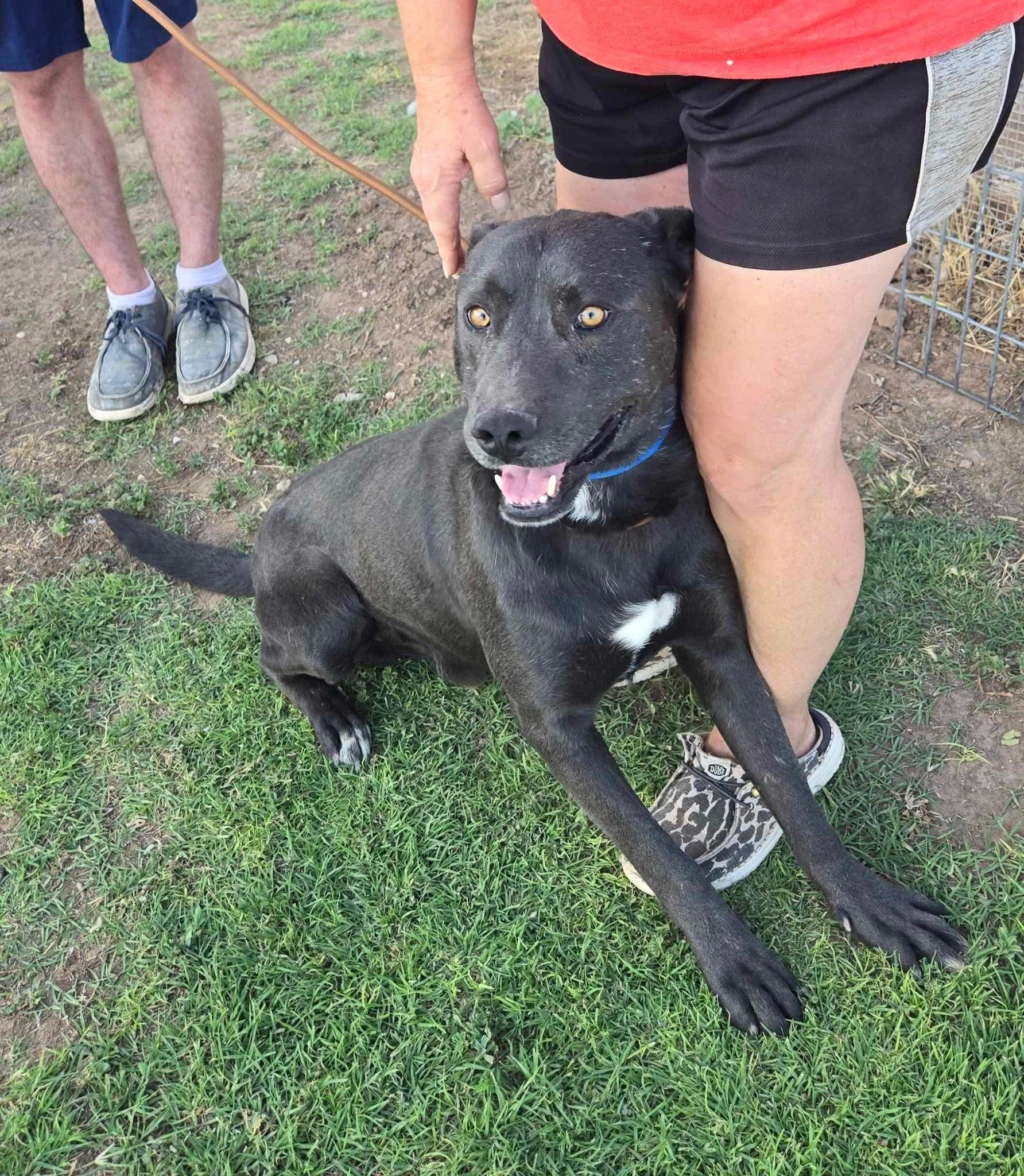 Rory, an adoptable Black Labrador Retriever, American Staffordshire Terrier in Portales, NM, 88130 | Photo Image 4
