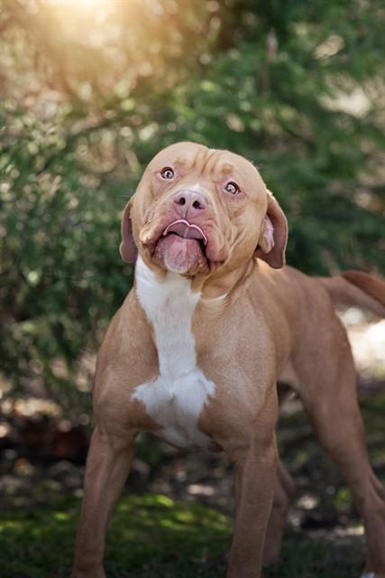 SLIM JIM, Adoptable, Young Male Pit Bull Terrier.