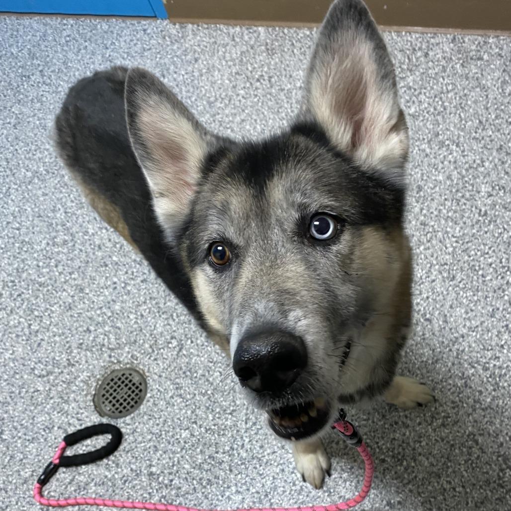 Enlarge Renji, a Adoptable mixed breed in Cheyenne, WY image 1/3