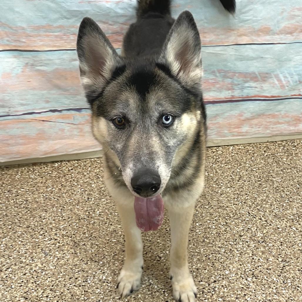 Enlarge Renji, a Adoptable mixed breed in Cheyenne, WY image 2/3