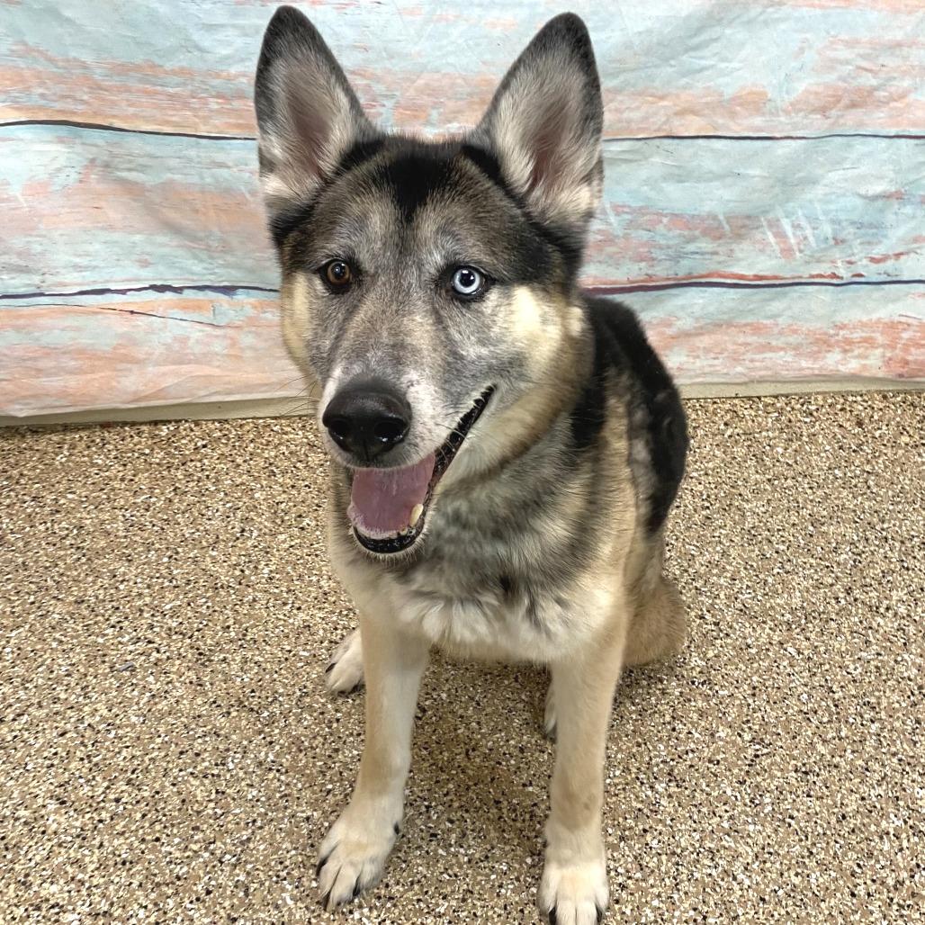 Enlarge Renji, a Adoptable mixed breed in Cheyenne, WY image 3/3