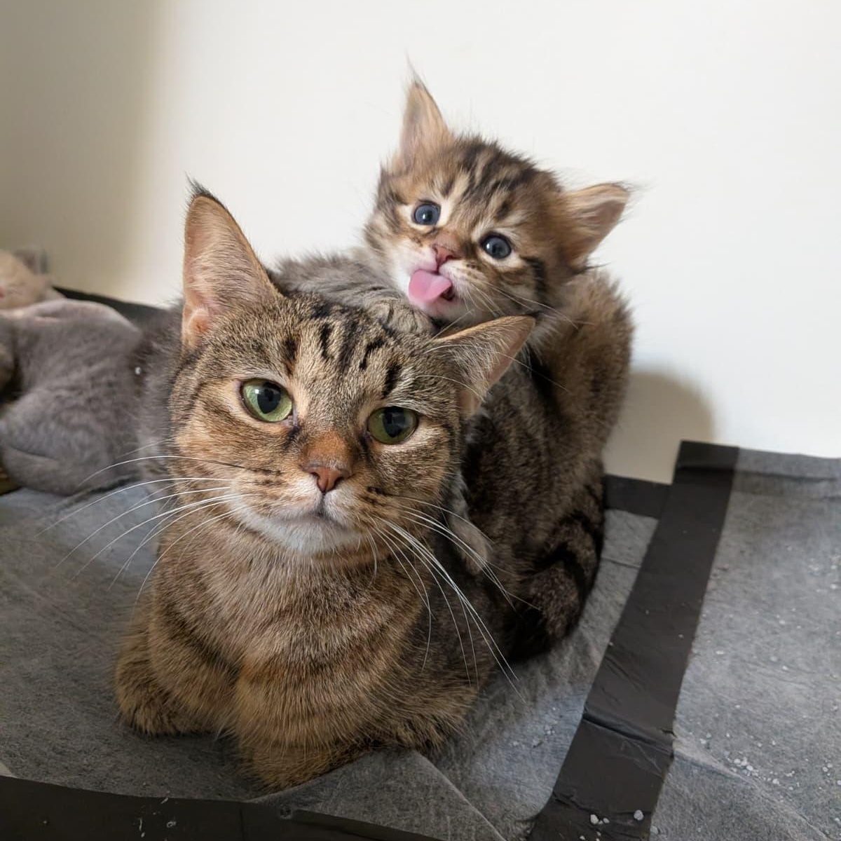 Enlarge REI, an adoptable mixed breed in Jacksonville , FL image 2/5