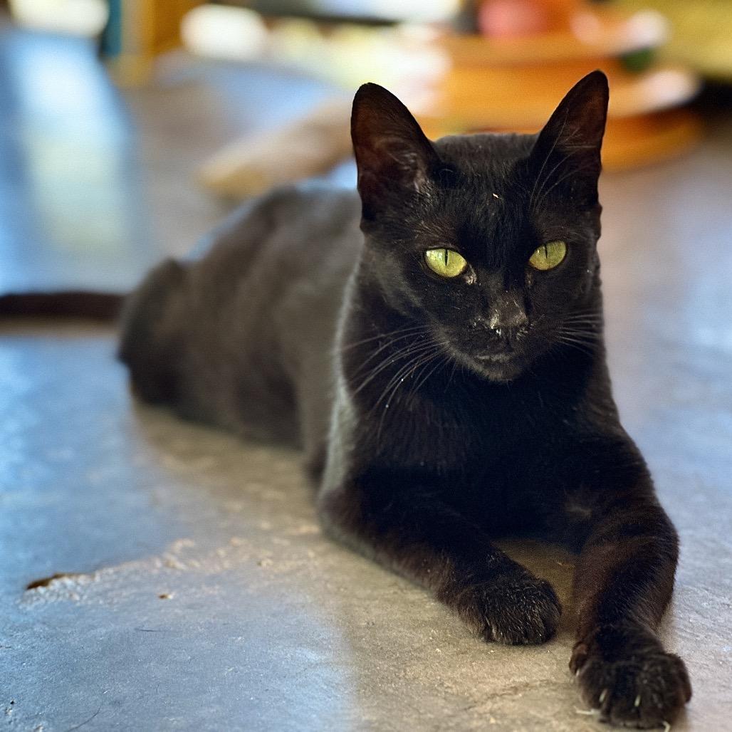 Sentra — thumbnail 2