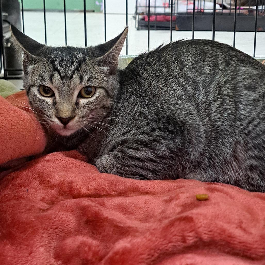 Ricki, Adoptable, Kitten Female Domestic Short Hair.