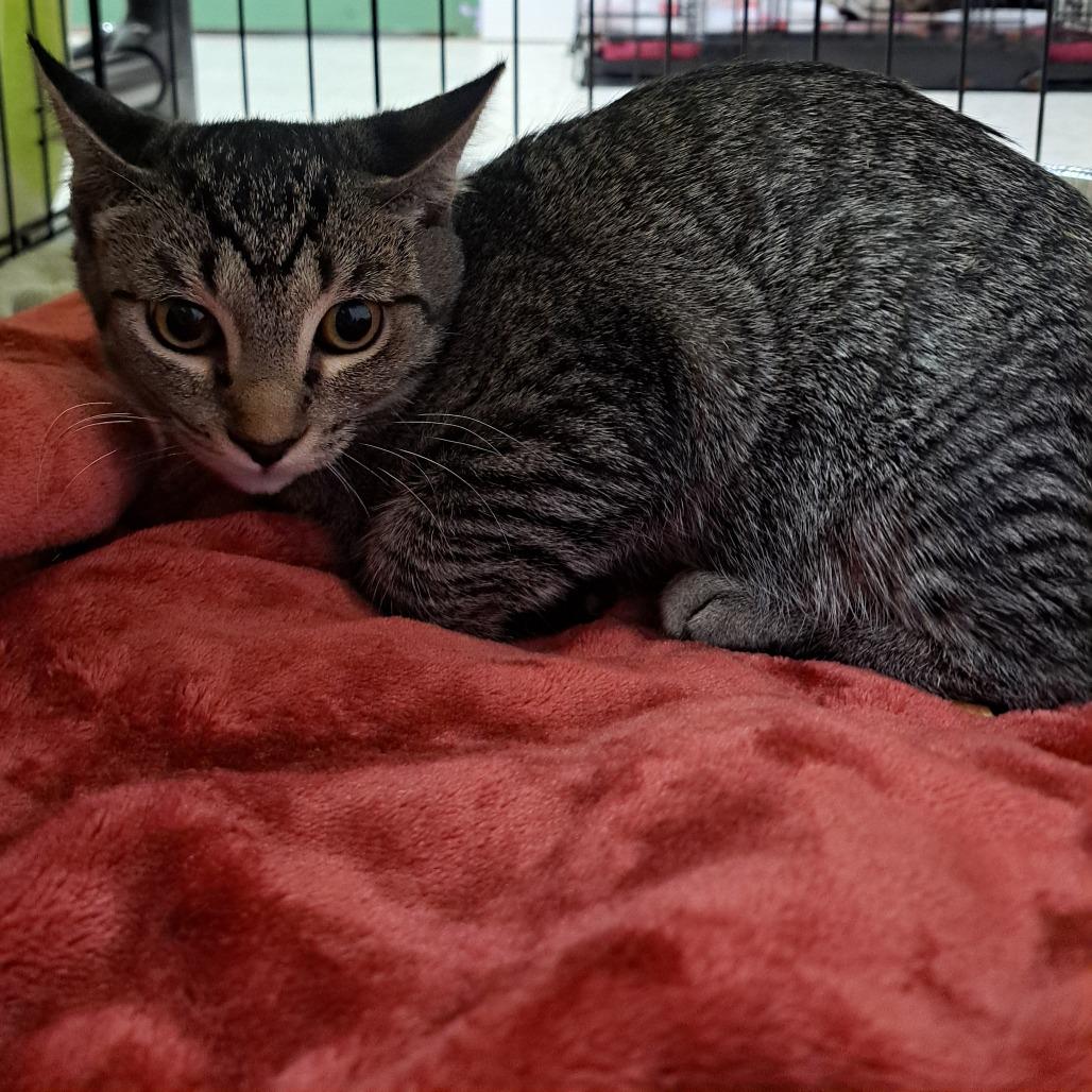 Enlarge Ricki, a Adoptable Domestic Short Hair in Pensacola, FL image 2/4