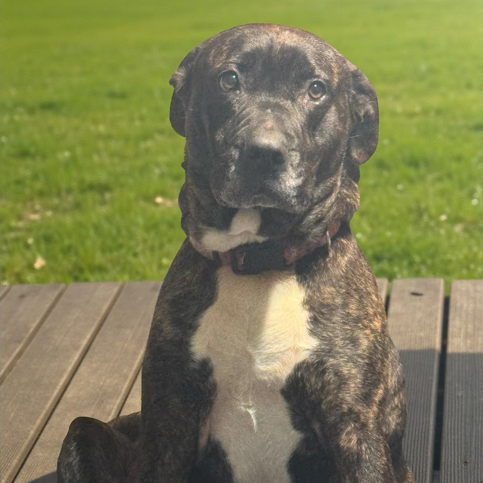 Harvey, a Adoptable mixed breed in Richmond, KY image 2/4